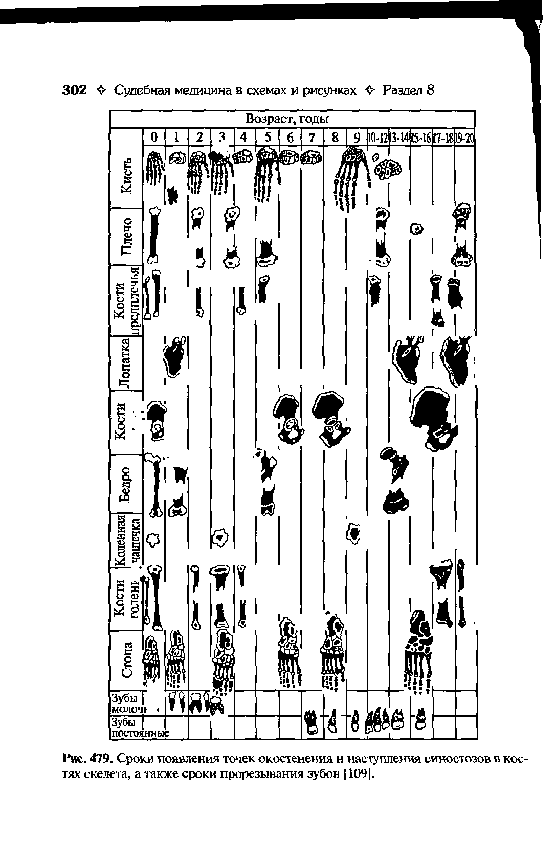 Рис. 479. Сроки появления точек окостенения н наступления синостозов в костях скелета, а также сроки прорезывания зубов [109].