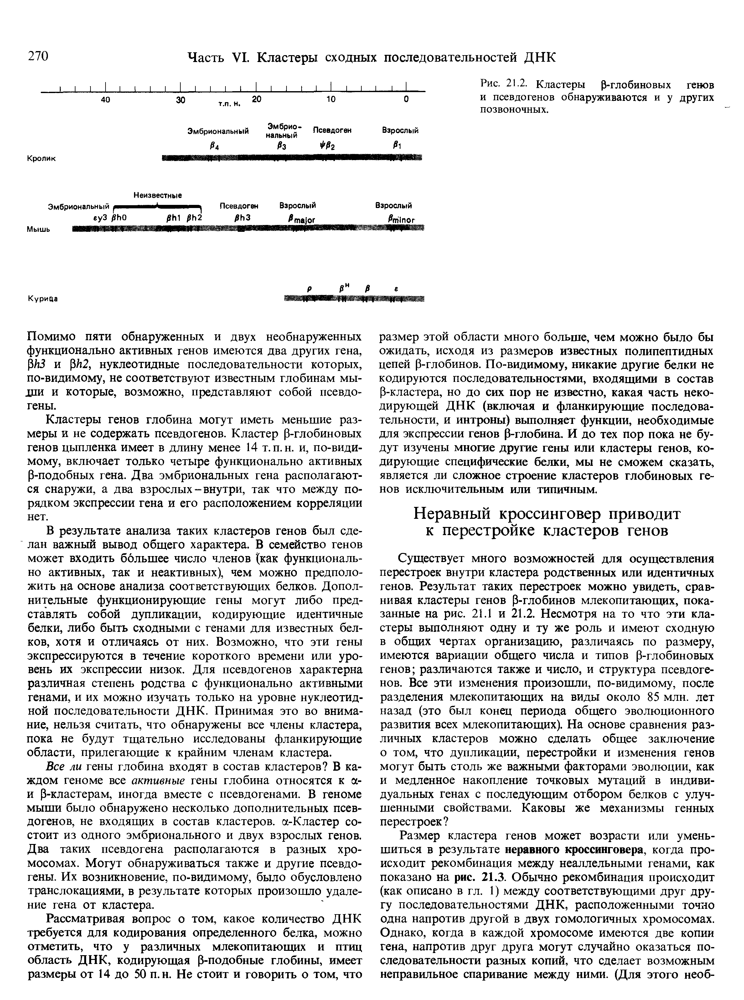 Рис. 21.2. Кластеры р-глобиновых генов и псевдогенов обнаруживаются и у других позвоночных.