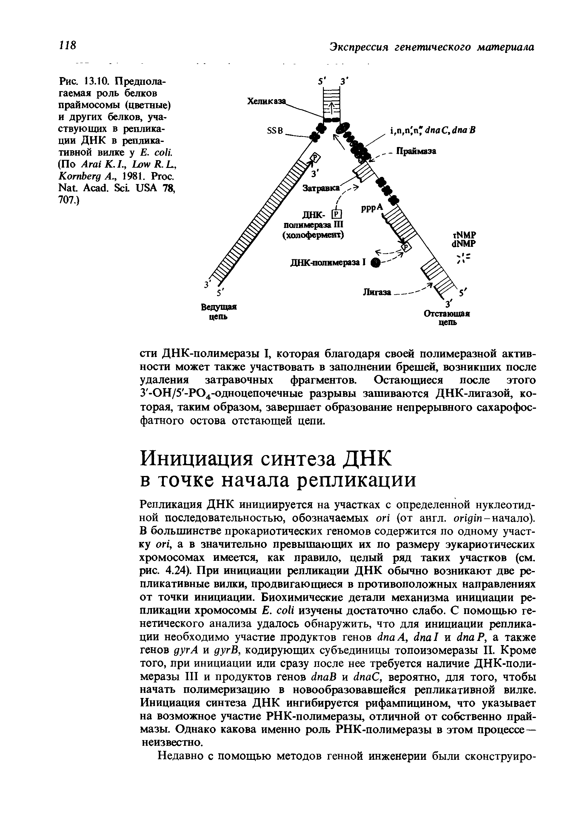 Рис. 13.10. Предполагаемая роль белков праймосомы (цветные) и других белков, участвующих в репликации ДНК в репликативной вилке у Е. . (По A К. I., L R. L, K А., 1981. P . N . A . S USA 78, 707.)...