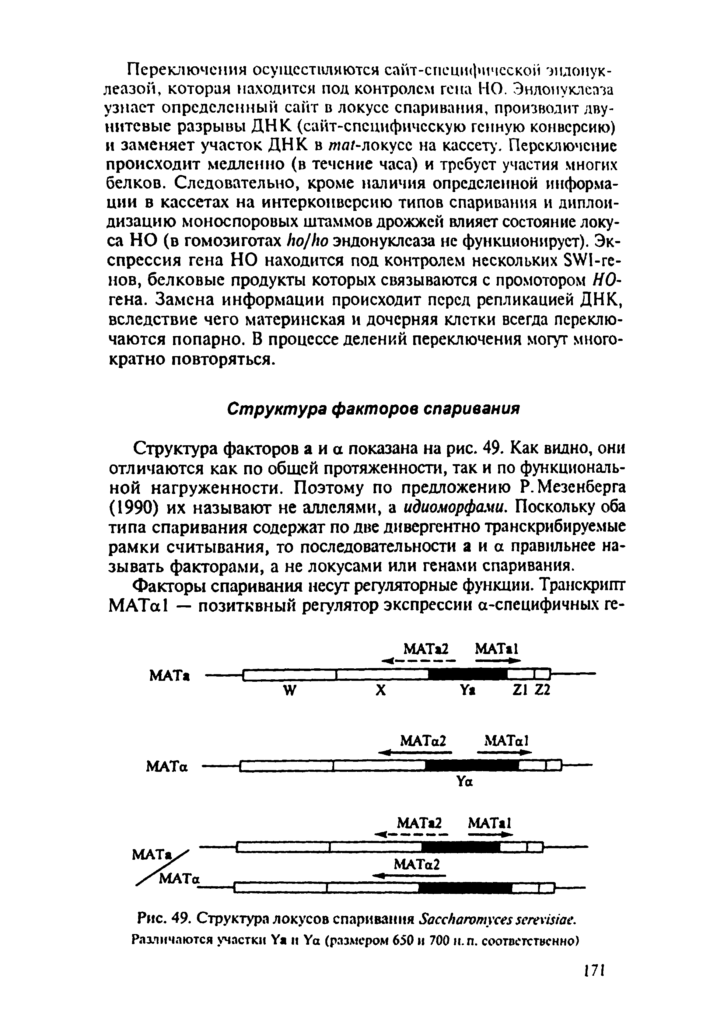 Рис. 49. Структура локусов спаривания S . Различаются участки Y и Y (размером 650 и 700 н.п. соответственно)...