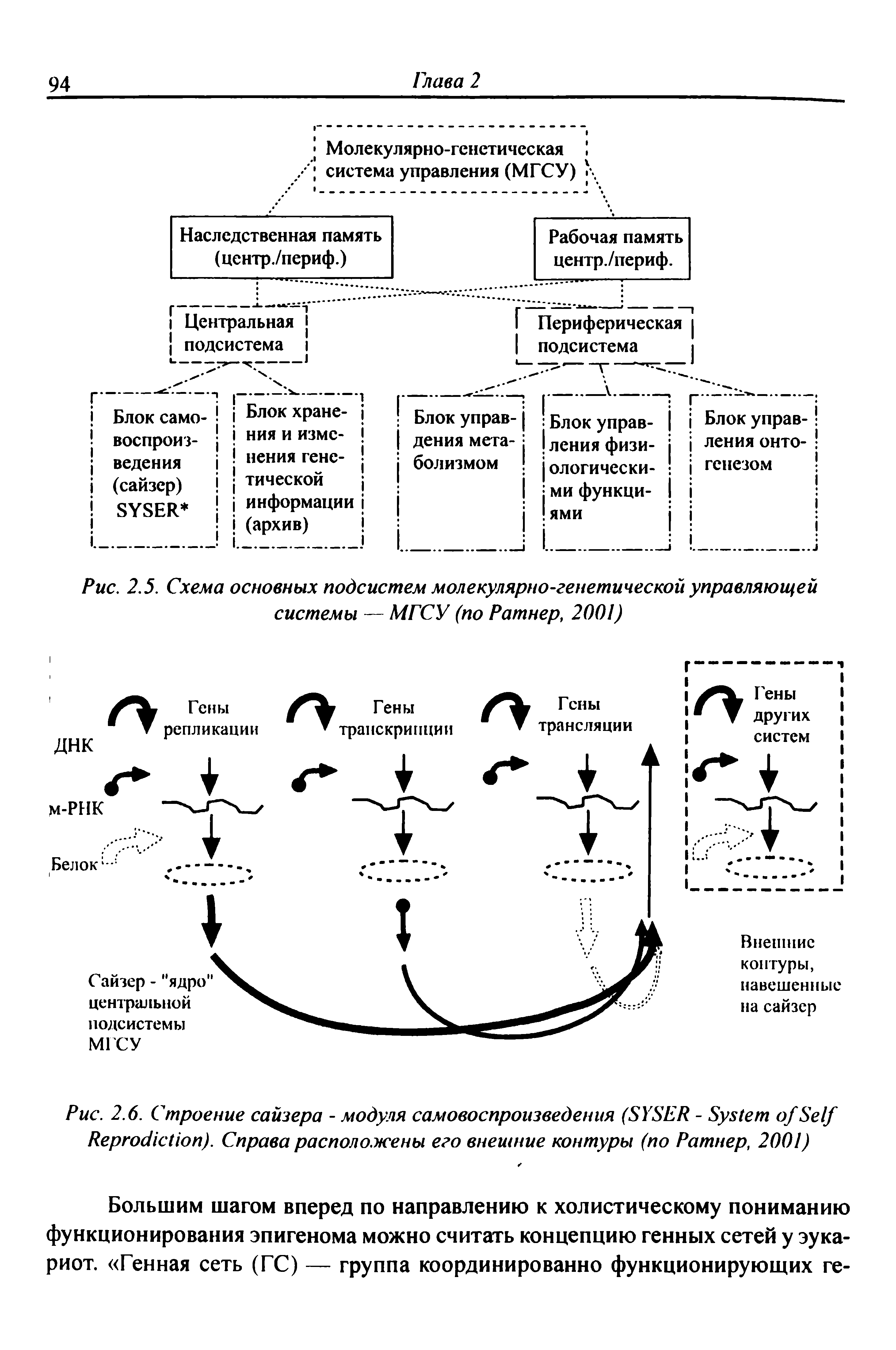 Рис. 2.6. Строение сайзера - модуля самовоспроизведения (SYSER - S S R ). Справа расположены его внешние контуры (по Ратнер, 2001)...