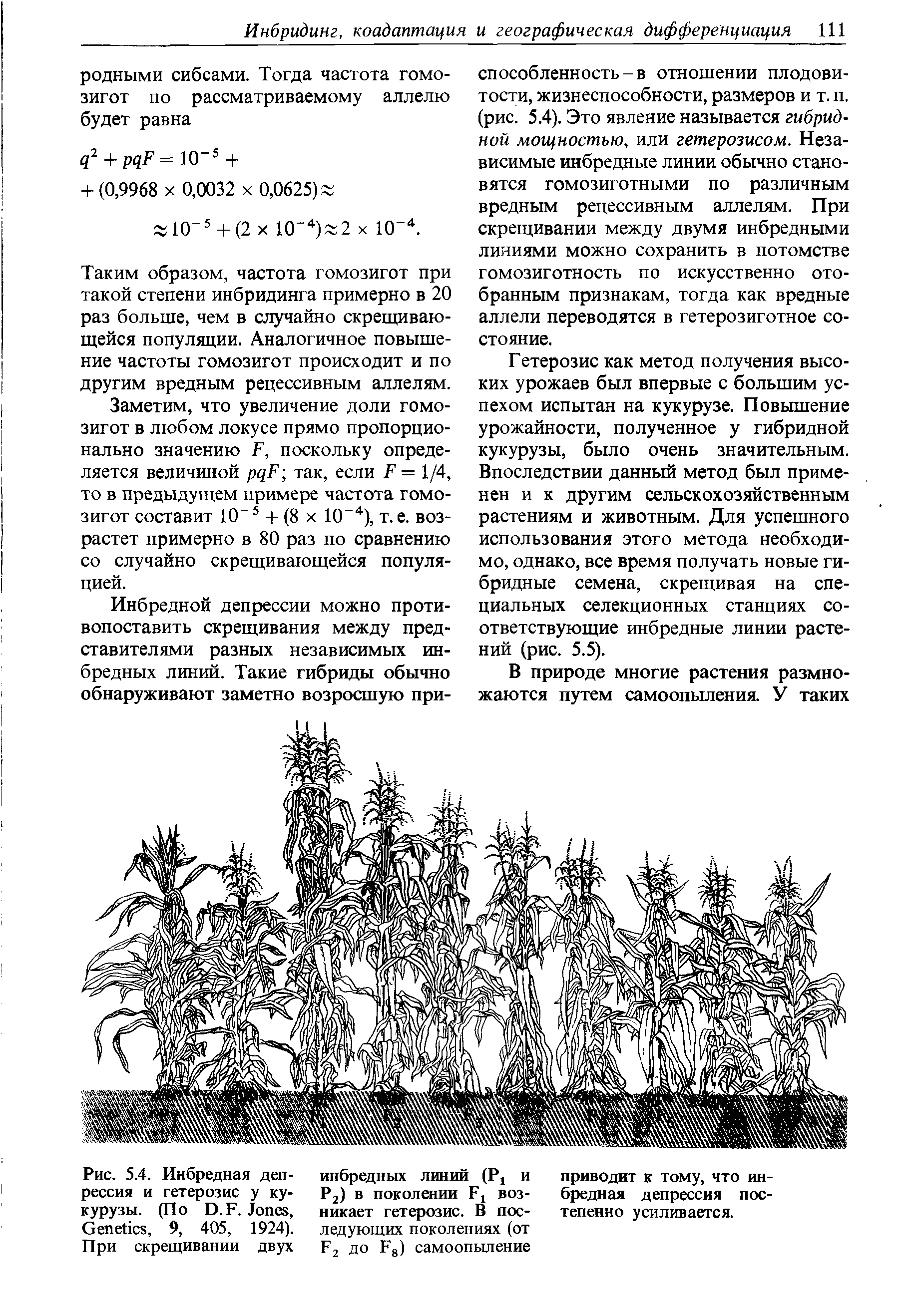 Рис. 5.4. Инбредная депрессия и гетерозис у кукурузы. (По D.F. J , G , 9, 405, 1924). При скрещивании двух...