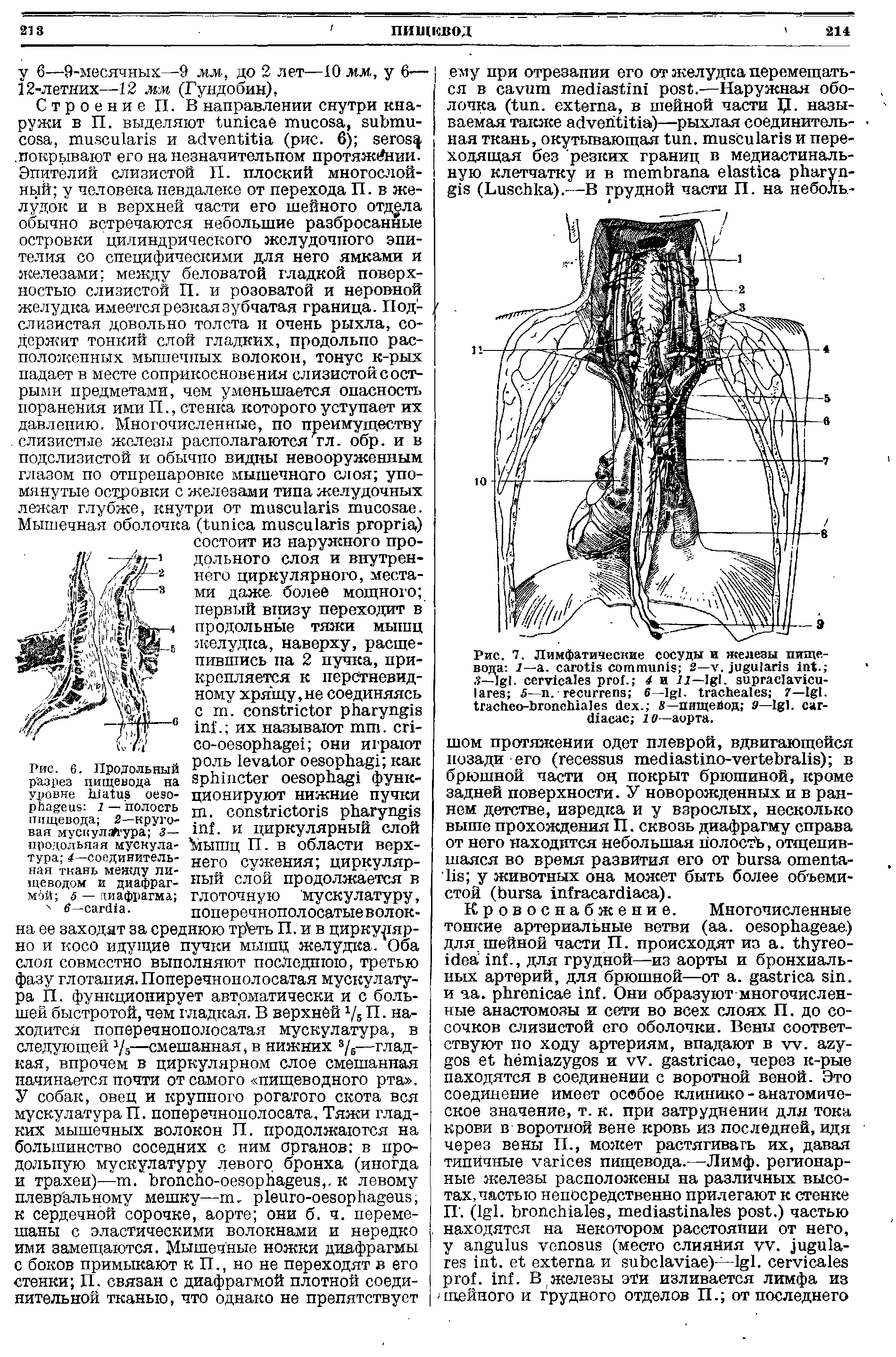 Рис. 7. Лимфатические сосуды и железы пищевода г— . 2— . I . . 2—I . . 4 и 11—I . - 5— . 6 - . 7—I . - . S—пищевод 9—I . - 10—аорта.