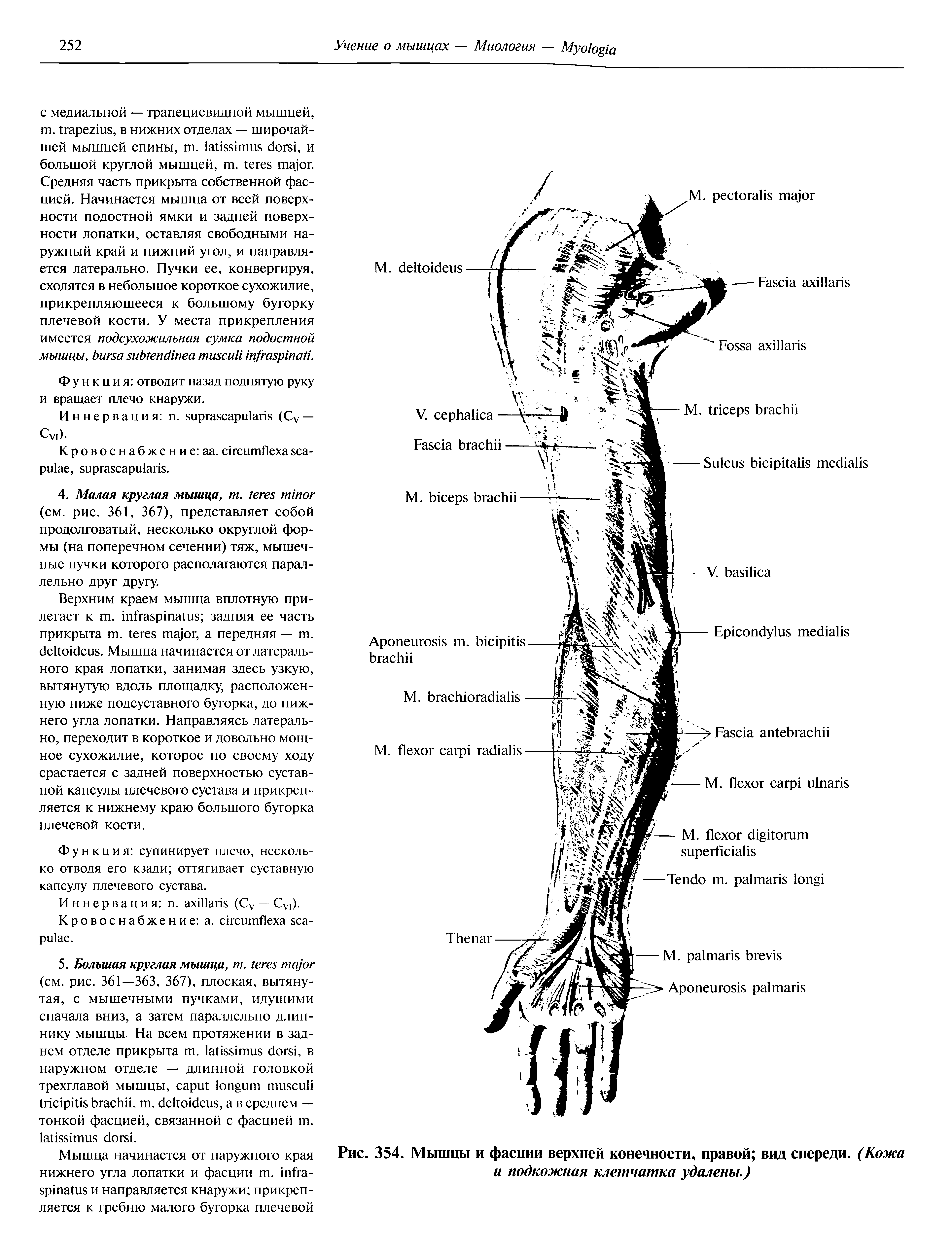Рис. 354. Мышцы и фасции верхней конечности, правой вид спереди. (Кожа и подкожная клетчатка удалены,)...