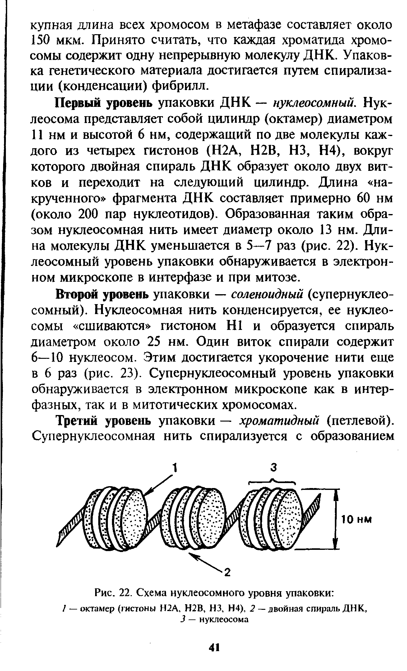 Рис. 22. Схема нуклеосомного уровня упаковки / — октамер (гистоны Н2А, Н2В, НЗ, Н4), 2 — двойная спираль ДНК, 3 — нуклеосома...