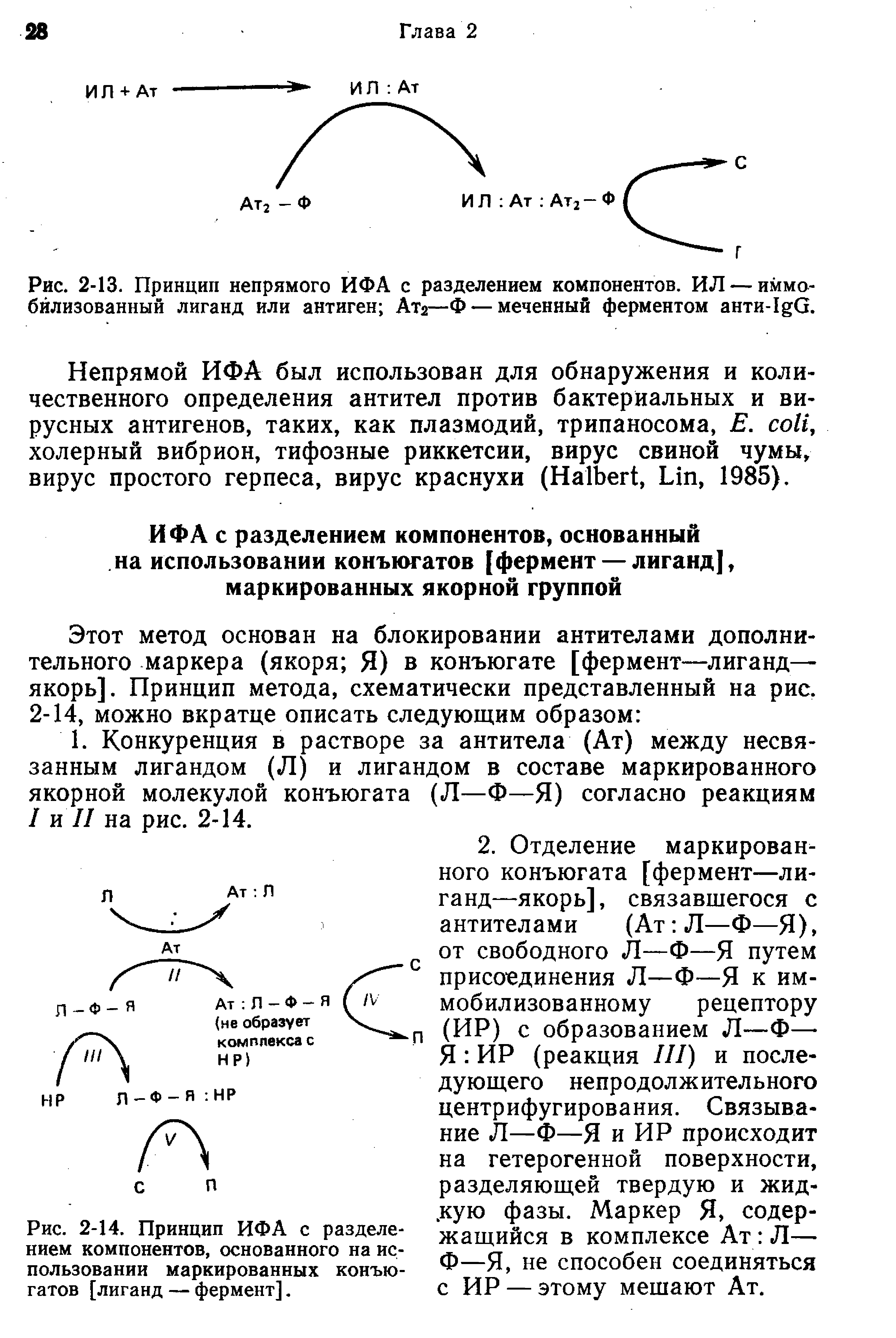 Рис. 2-13. Принцип непрямого ИФА с разделением компонентов. ИЛ — иммобилизованный лиганд или антиген Ата—Ф— меченный ферментом анти- О.