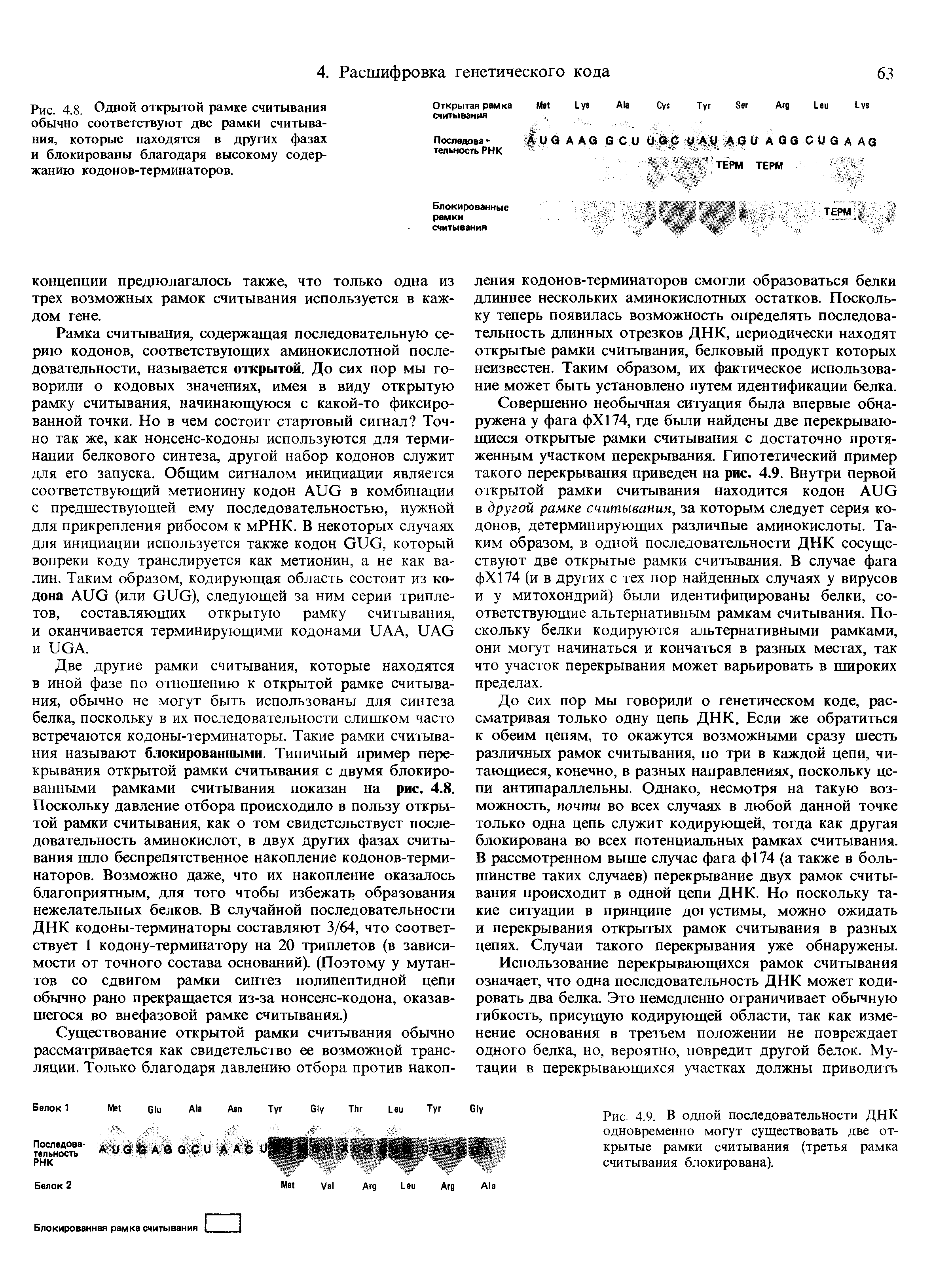 Рис. 4.8. Одной открытой рамке считывания обычно соответствуют две рамки считывания, которые находятся в других фазах и блокированы благодаря высокому содержанию кодонов-терминаторов.