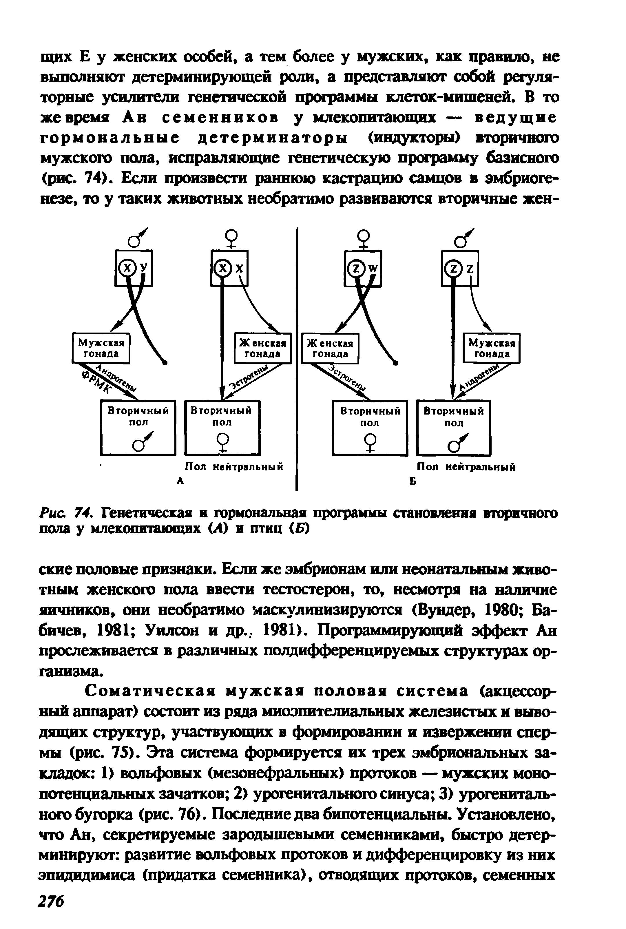 Рис. 74. Генетическая и гормональная программы становления вторичного пола у млекопитающих (Л) и птиц (Б)...