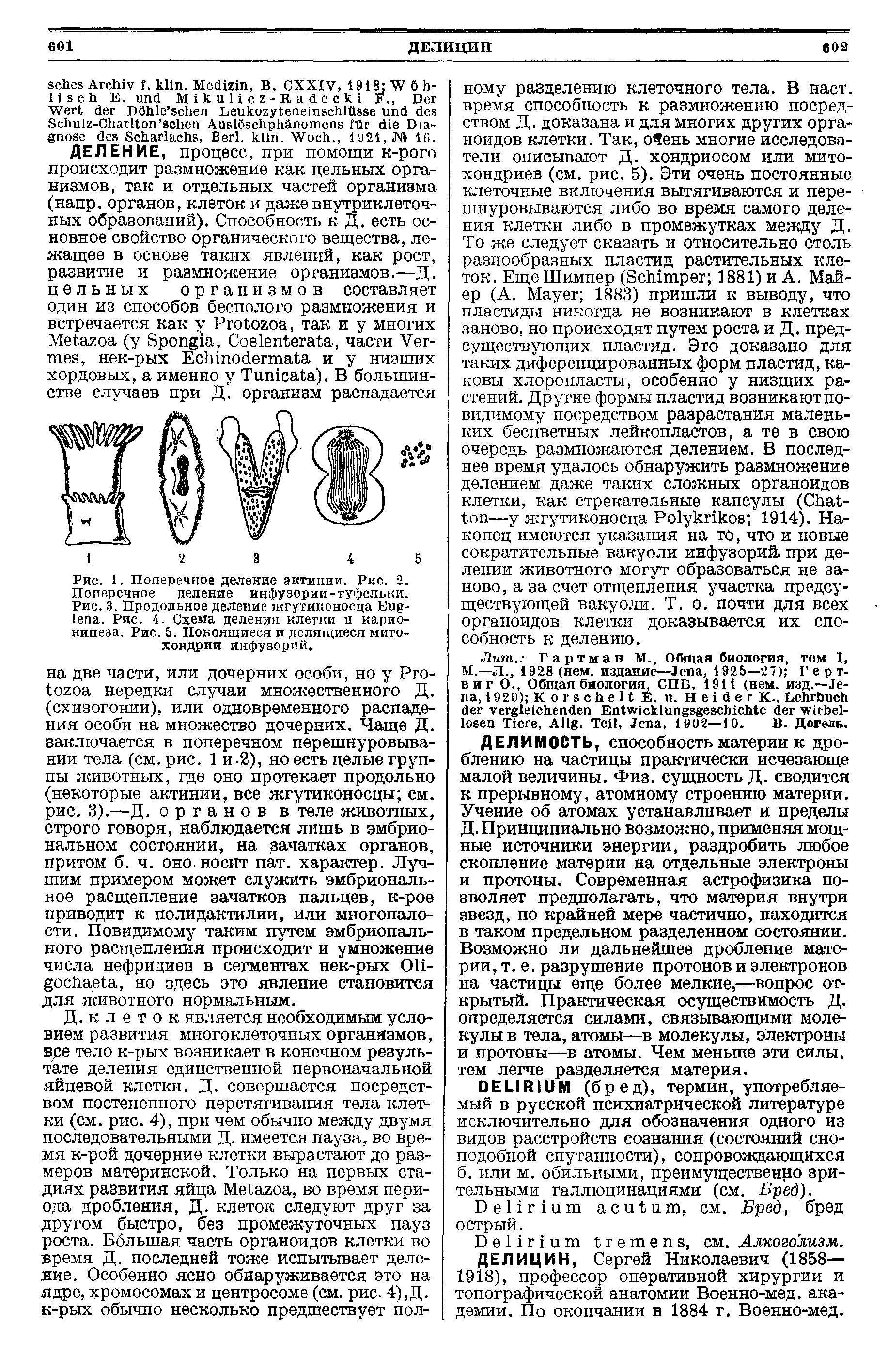 Рис. 1. Поперечное деление актинни. Рис. 2. Поперечное деление инфузории-туфельки. Рис. 3. Продольное деление жгутиконосца Бодала. Рис. 4. Схема деления клетки п кариокинеза. Рис. 5. Покоящиеся и делящиеся митохондрии инфузорий.