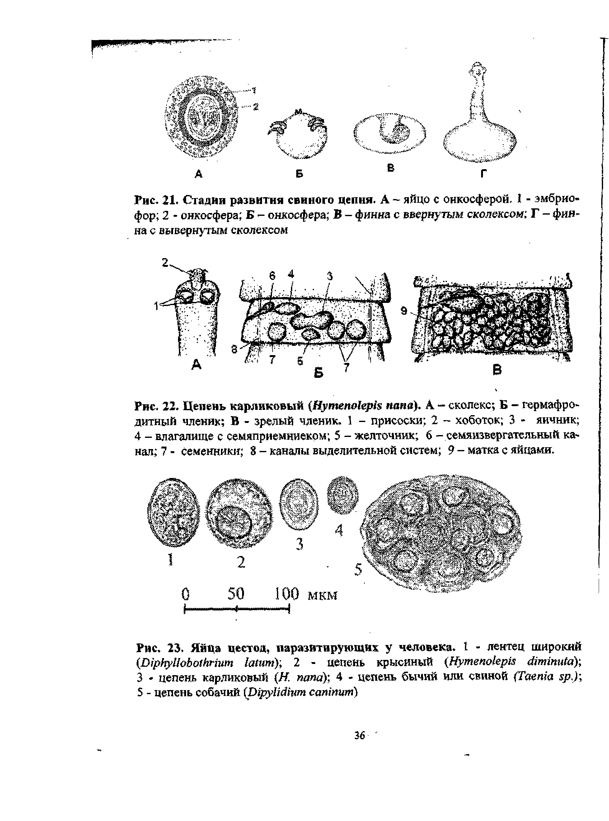 Рис. 23. Яйца цестод, паразитирующих у человека. I - лентец широкий (D ) 2 - цепень крысиный (H ) 3 - цепень карликовый (Н. папа) 4 - цепень бычий или свиной (T ) 5 - цепень собачий (D )...