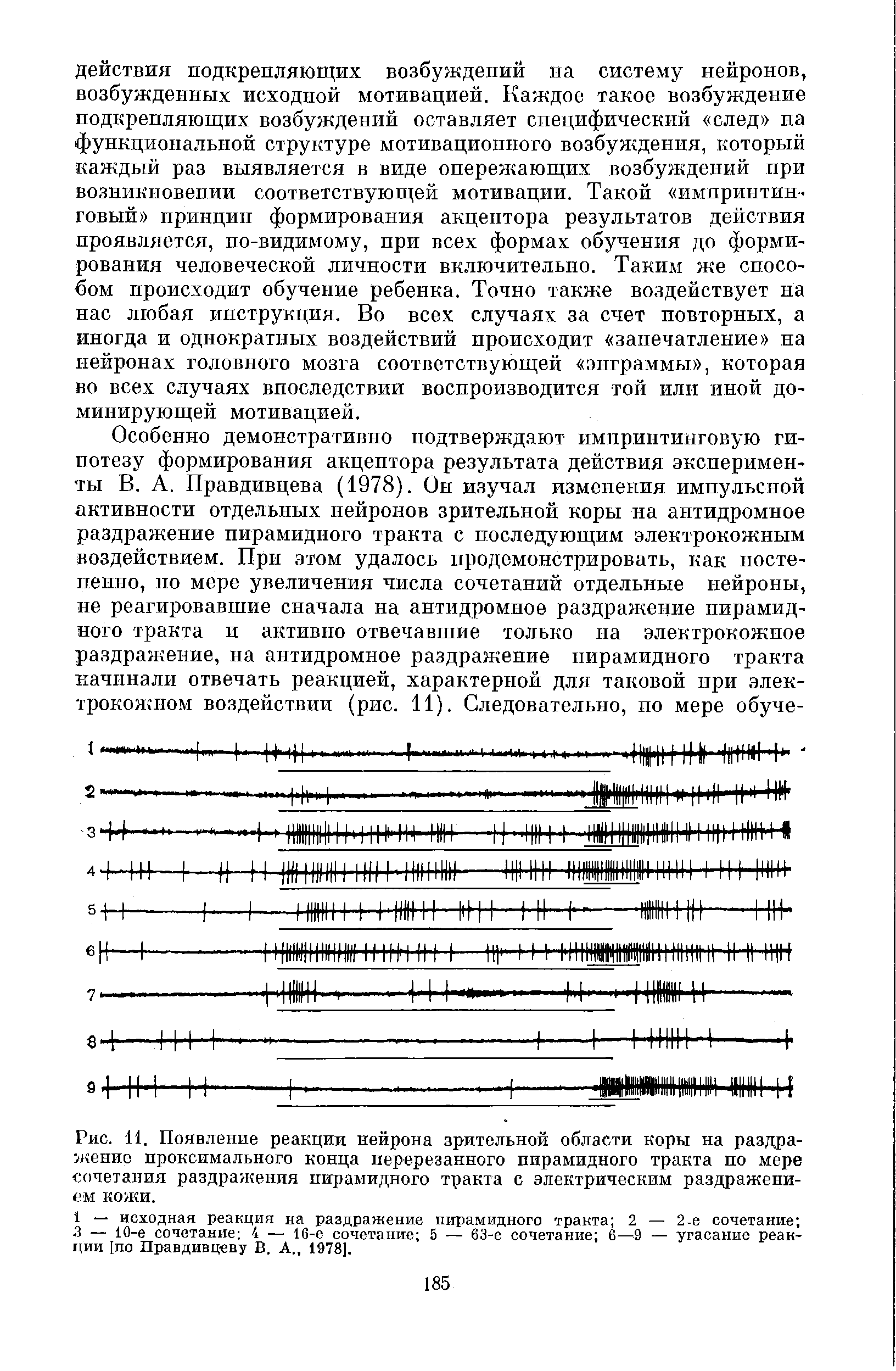 Рис. 11. Появление реакции нейрона зрительной области коры на раздраженно проксимального конца перерезанного пирамидного тракта по мере сочетания раздражения пирамидного тракта с электрическим раздражением кожи.