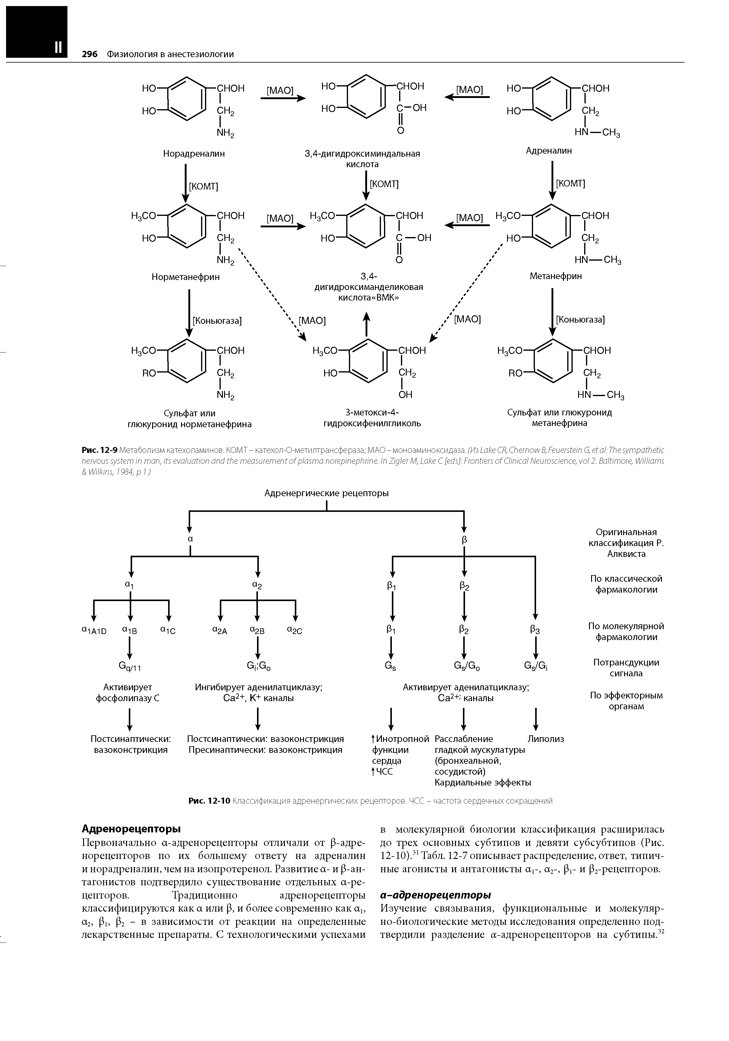 Рис. 12-10 Классификация адренергических рецепторов. ЧСС - частота сердечных сокращений...