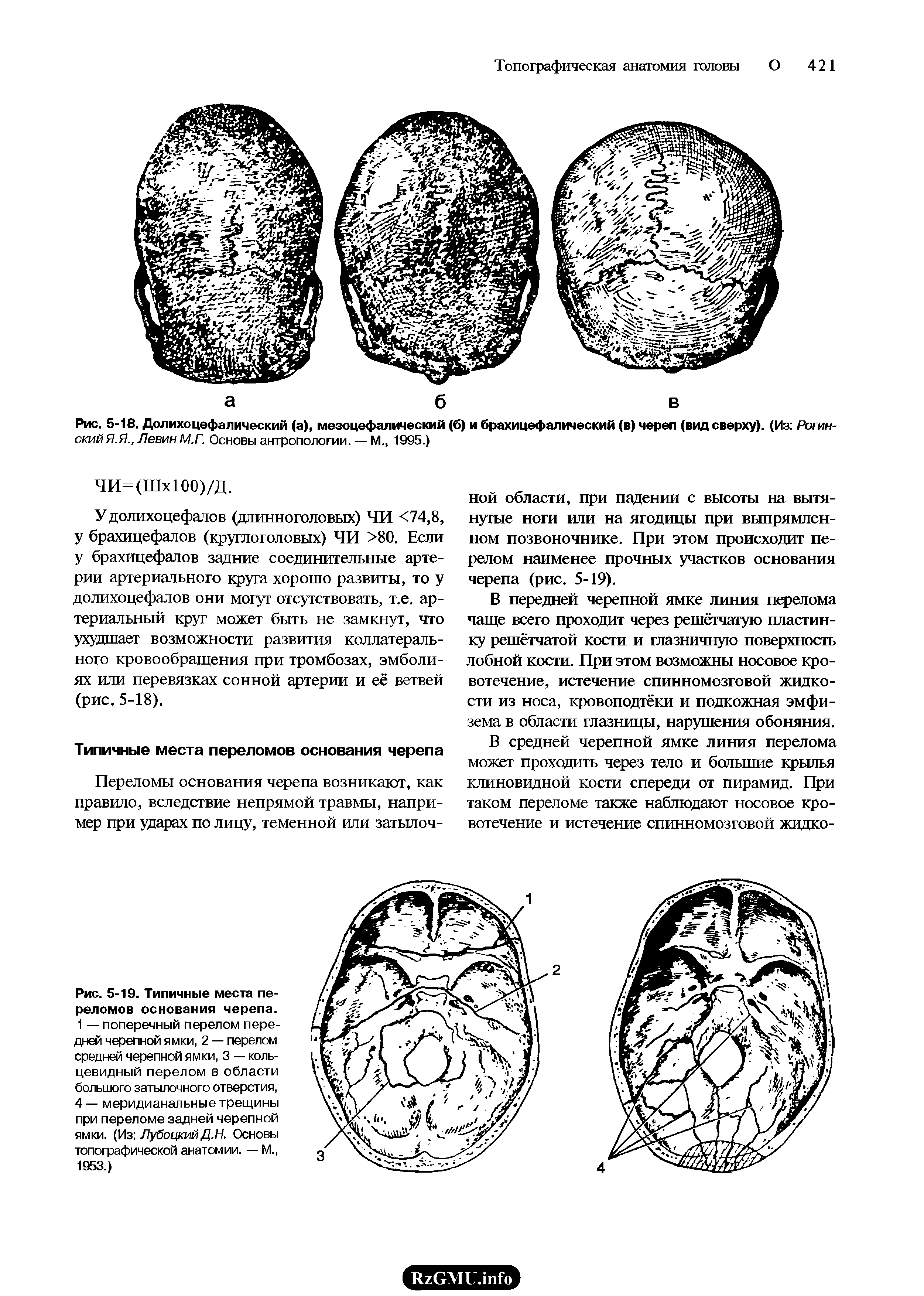 Рис. 5-18. Долихоцефалический (а), мезоцефалический (б) и брахицефалический (в) череп (вид сверху). (Из Рогинский Я.Я., Левин М.Г. Основы антропологии. — М., 1995.)...