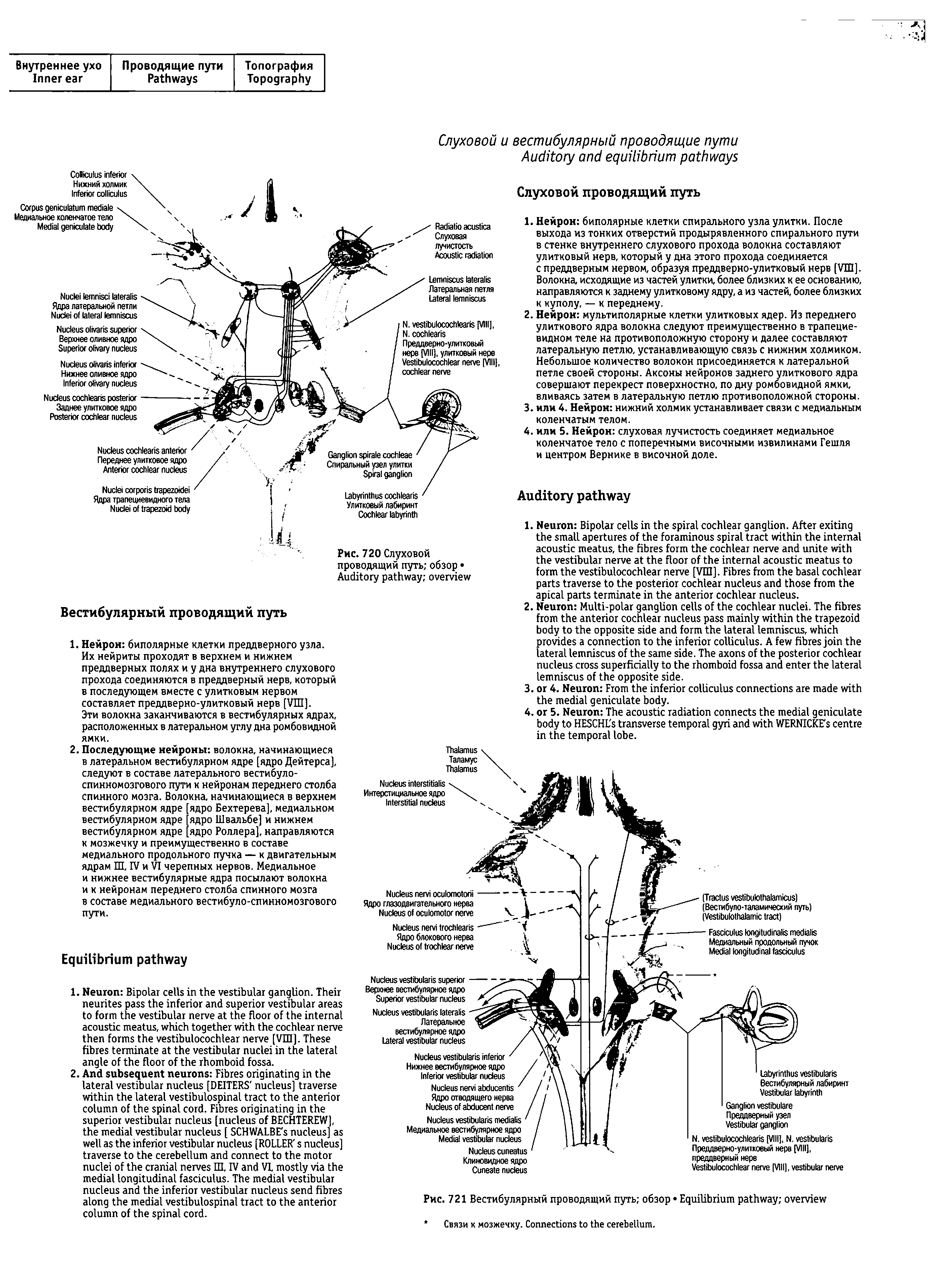 Рис. 721 Вестибулярный проводящий путь обзор E ...
