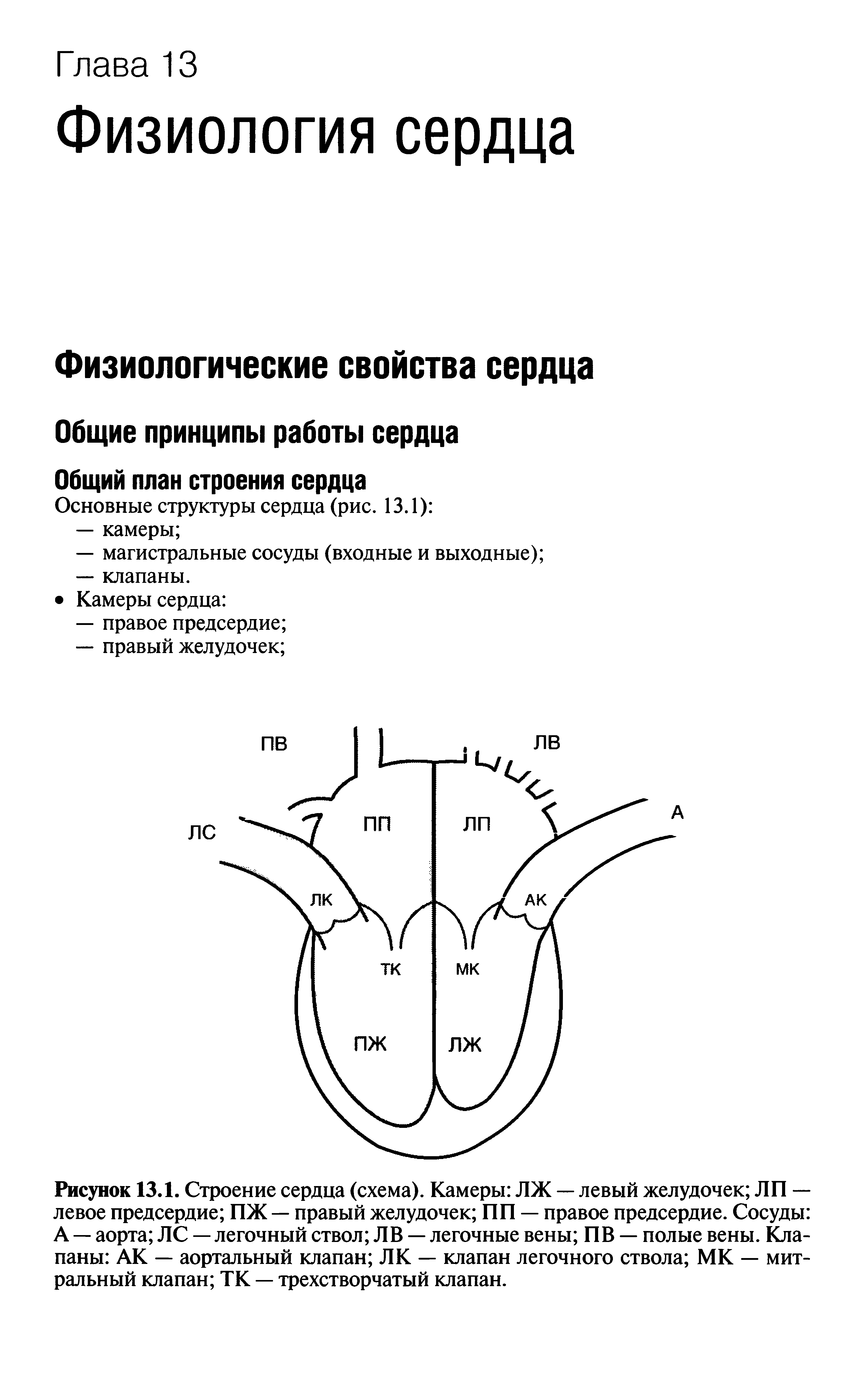 Рисунок 13.1. Строение сердца (схема). Камеры ЛЖ — левый желудочек ЛП — левое предсердие ПЖ — правый желудочек ПП — правое предсердие. Сосуды А — аорта ЛС — легочный ствол Л В — легочные вены ПВ — полые вены. Клапаны АК — аортальный клапан ЛК — клапан легочного ствола МК — митральный клапан ТК — трехстворчатый клапан.