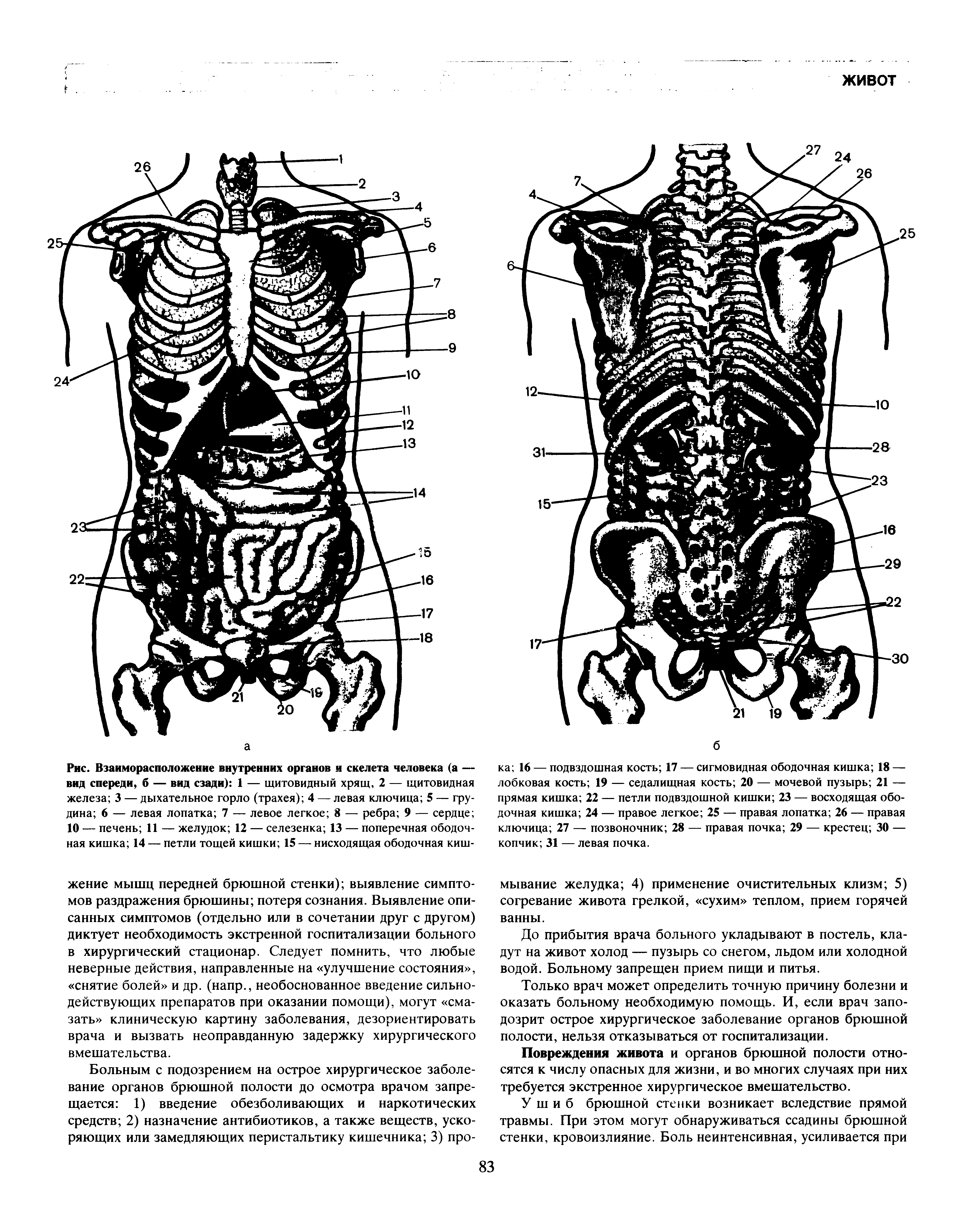 Рис. Взаиморасположение внутренних органов и скелета человека (а — вид спереди, б — вид сзади) 1 — щитовидный хрящ, 2 — щитовидная железа 3 — дыхательное горло (трахея) 4 — левая ключица 5 — грудина 6 — левая лопатка 7 — левое легкое 8 — ребра 9 — сердце 10 — печень 11 — желудок 12 — селезенка 13 — поперечная ободочная кишка 14 — петли тощей кишки 15 — нисходящая ободочная киш...