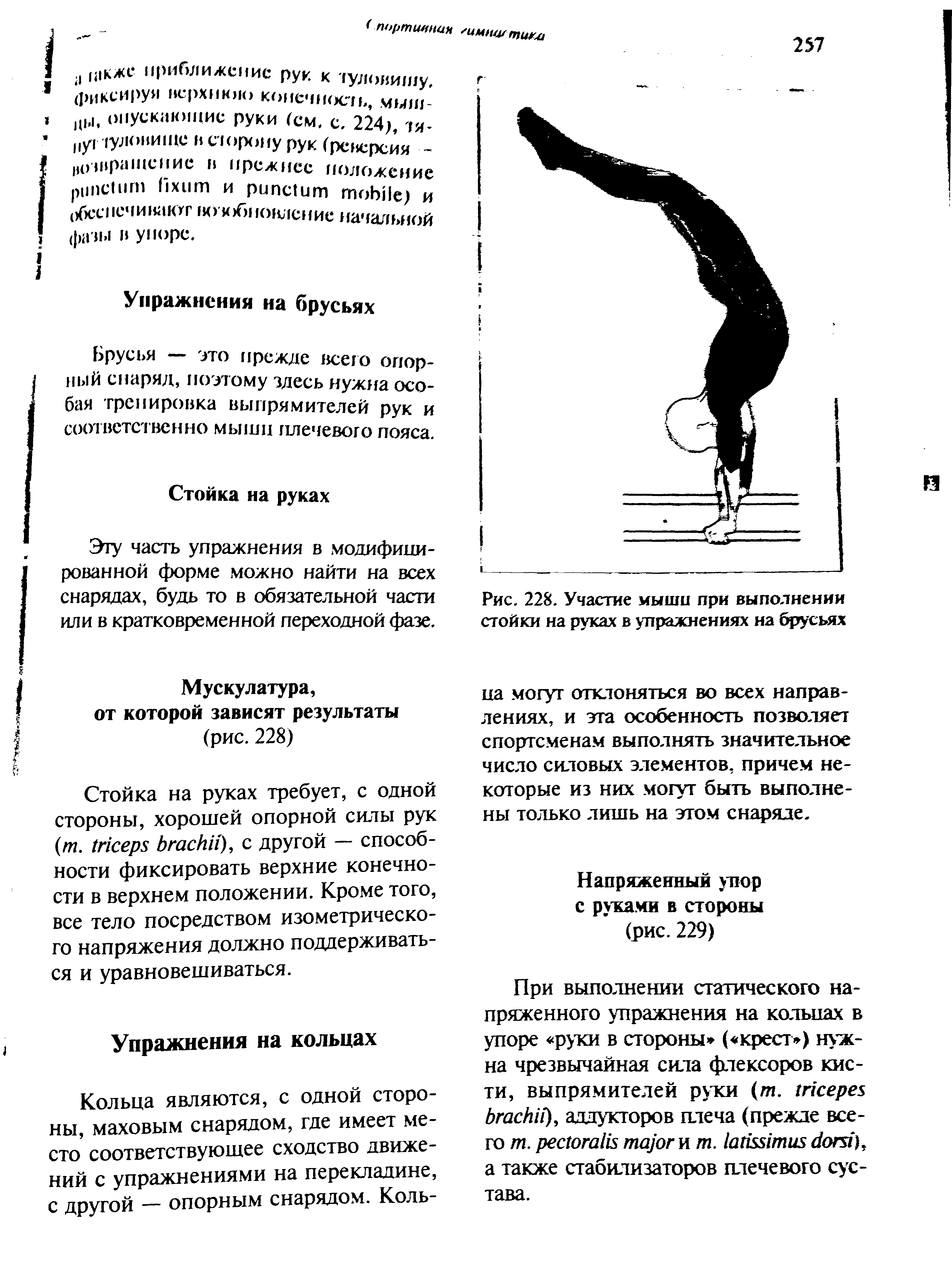 Рис. 228. Участие мыши при выполнении стойки на руках в упражнениях на брусьях...