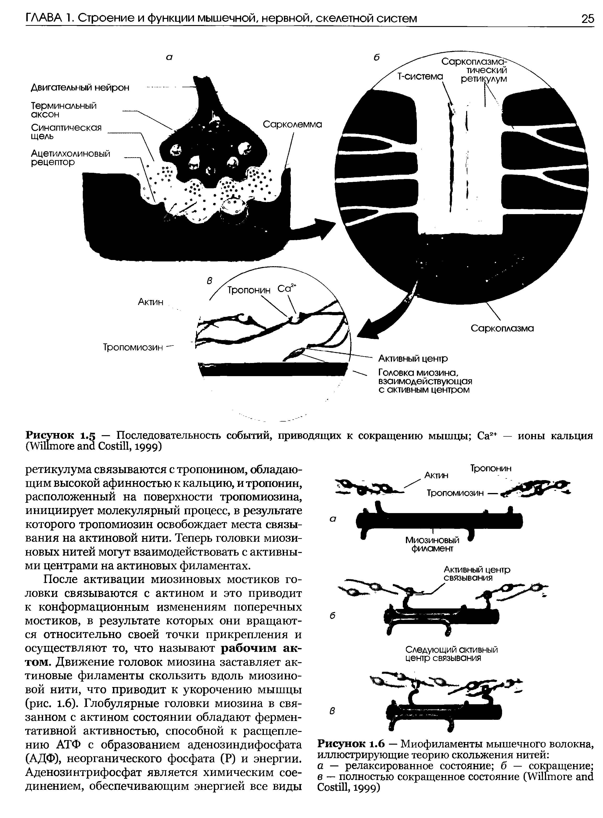 Рисунок 1.5 — Последовательность событий, приводящих к сокращению мышцы Са2+ — ионы кальция (W C , 1999)...