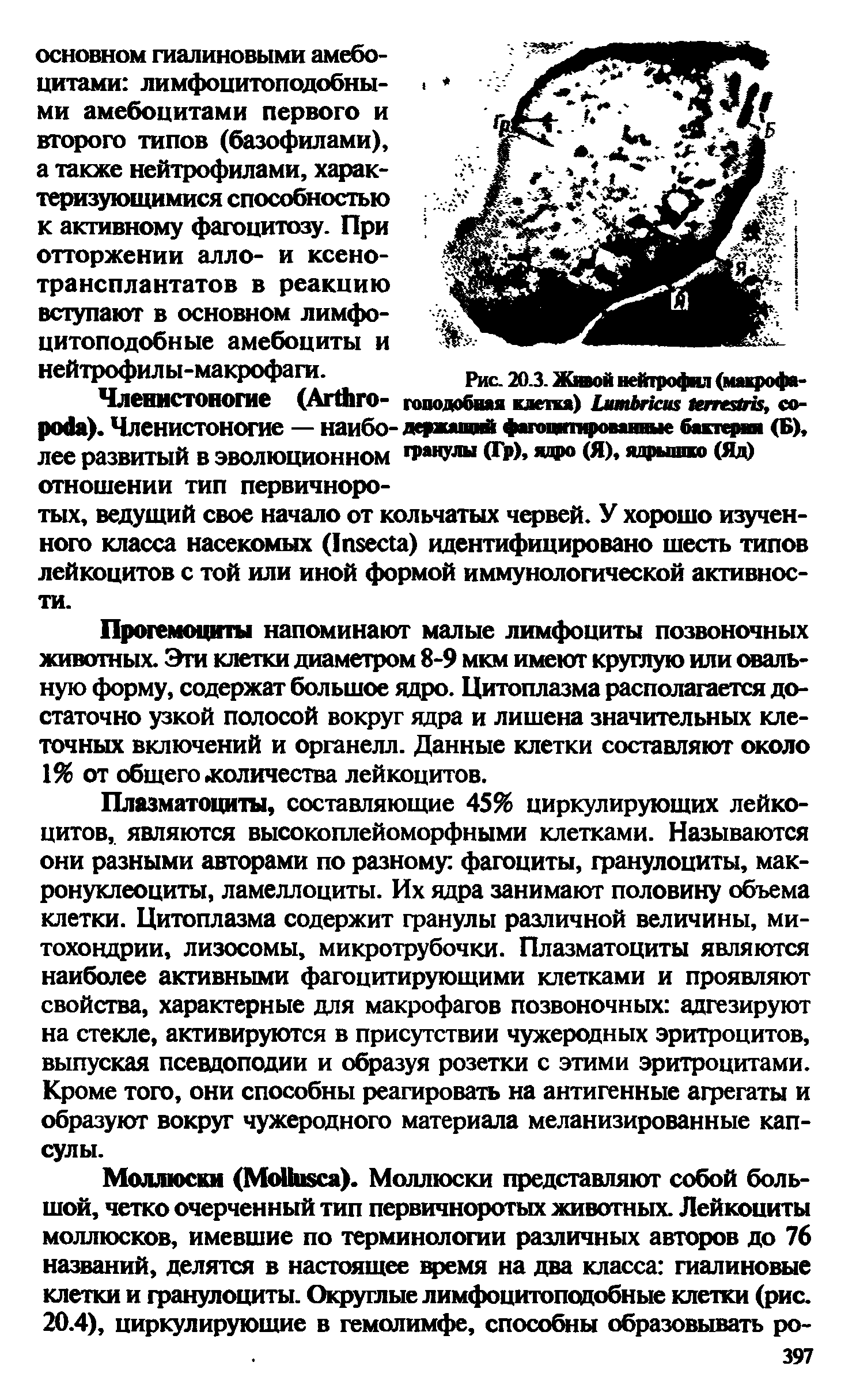 Рис. 20.3. Живой нейтрофил (макрофа-гоподобшя клетка) L , со-гранулы (Гр), ядро (Я), ядрышко (Яд)...