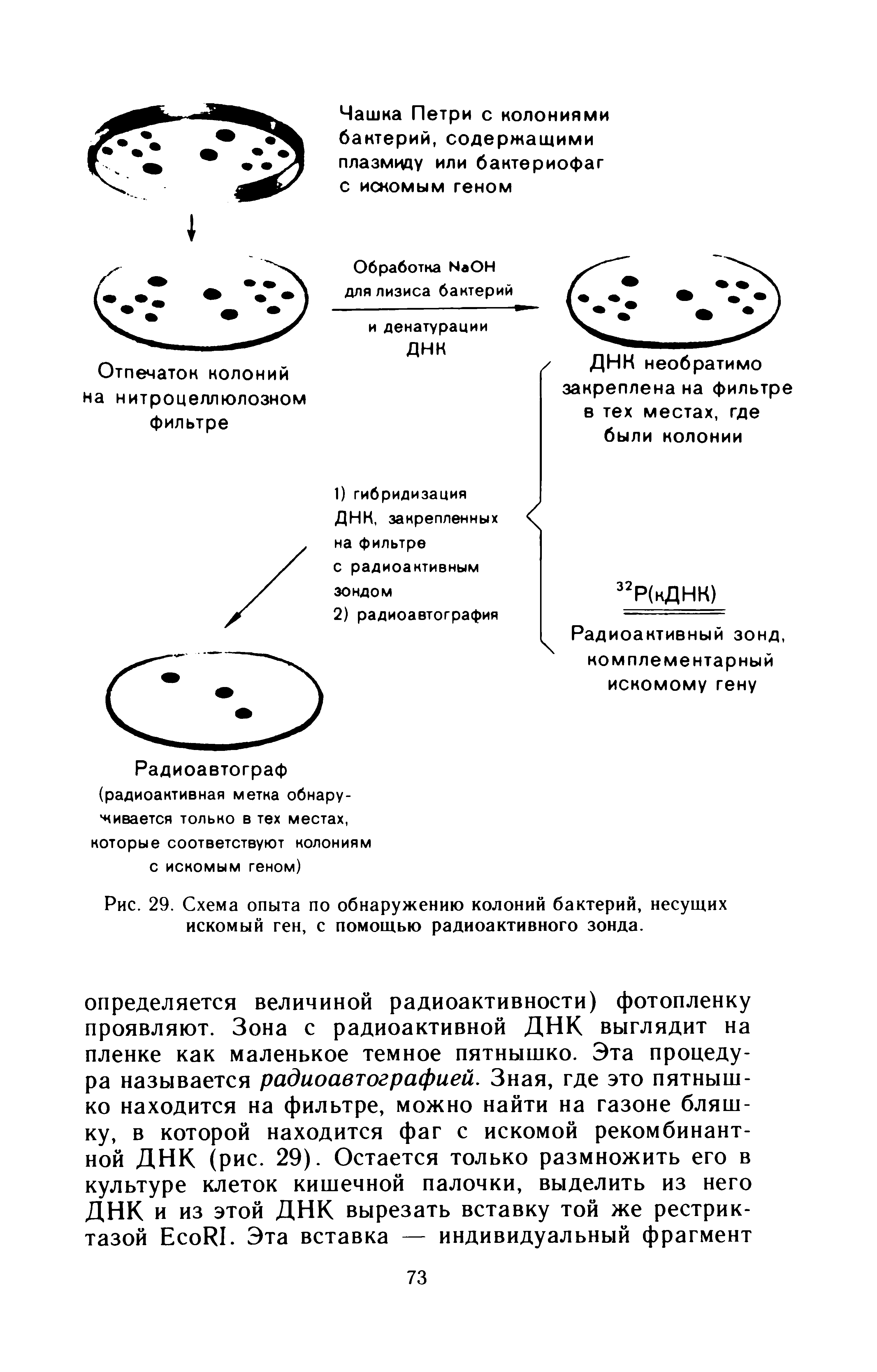Рис. 29. Схема опыта по обнаружению колоний бактерий, несущих искомый ген, с помощью радиоактивного зонда.