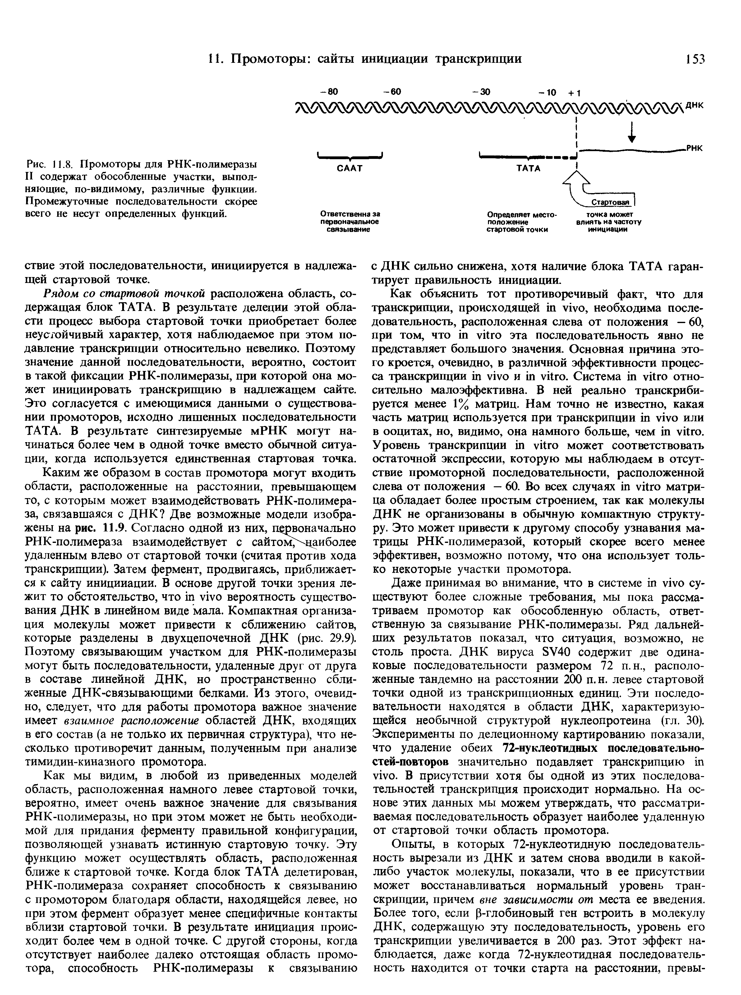 Рис. 11.8. Промоторы для РНК-полимеразы II содержат обособленные участки, выполняющие, по-видимому, различные функции. Промежуточные последовательности скорее всего не несут определенных функций.