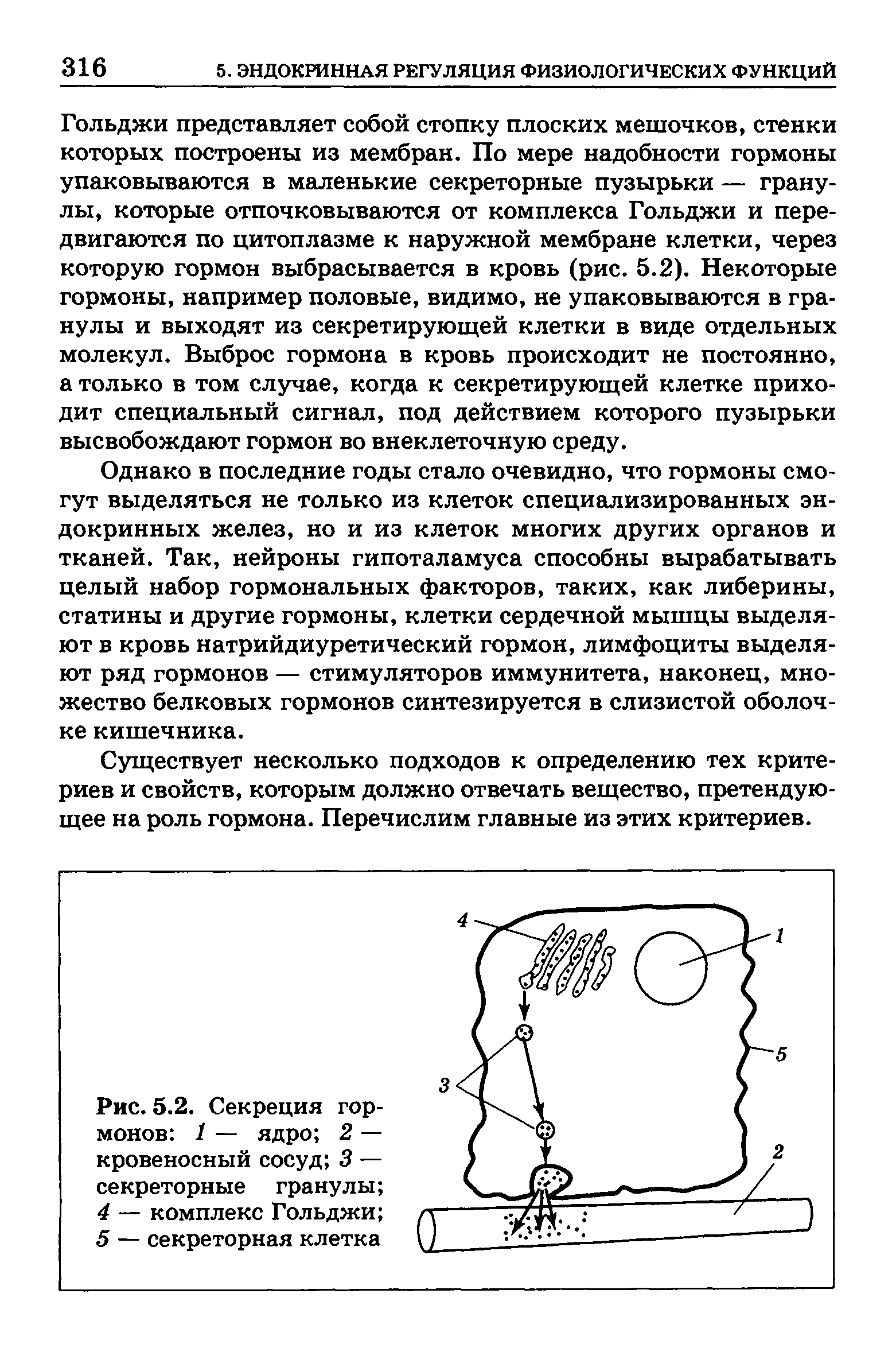 Рис. 5.2. Секреция гормонов 1 — ядро 2 — кровеносный сосуд 3 — секреторные гранулы ...