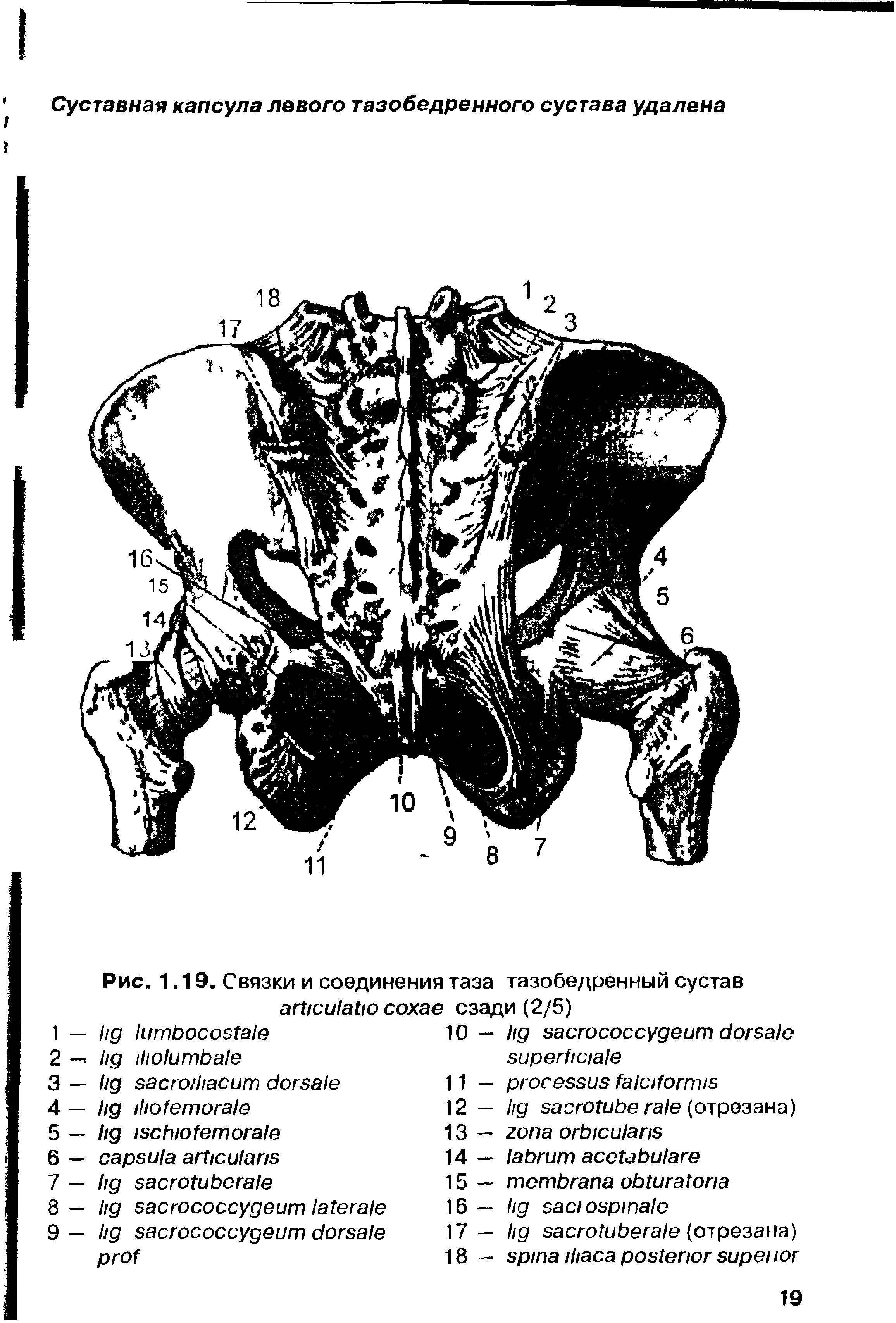 Рис. 1.19. Связки и соединения таза тазобедренный сустав сзади (2/5)...