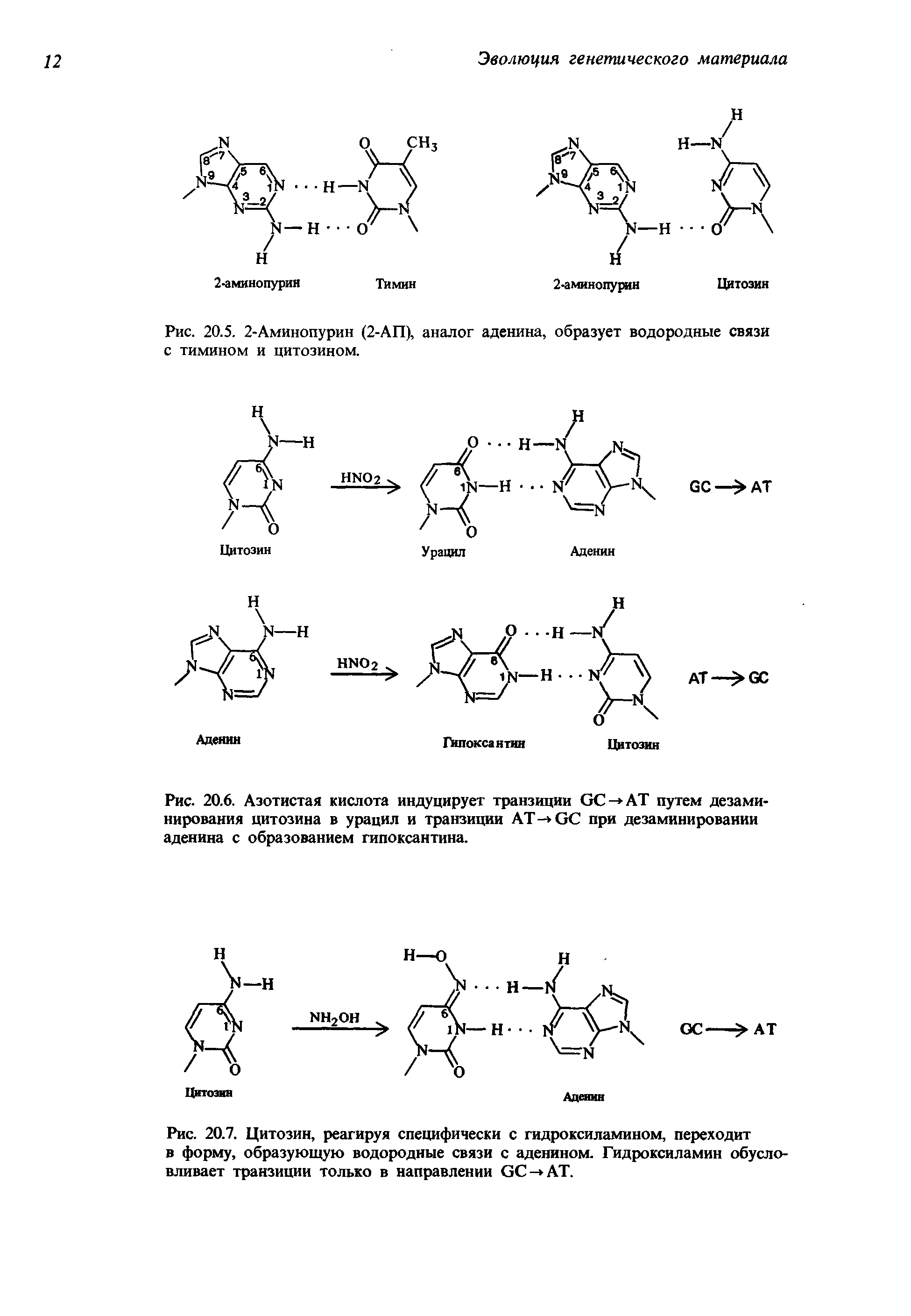 Рис. 20.5. 2-Аминопурин (2-АП), аналог аденина, образует водородные связи с тимином и цитозином.