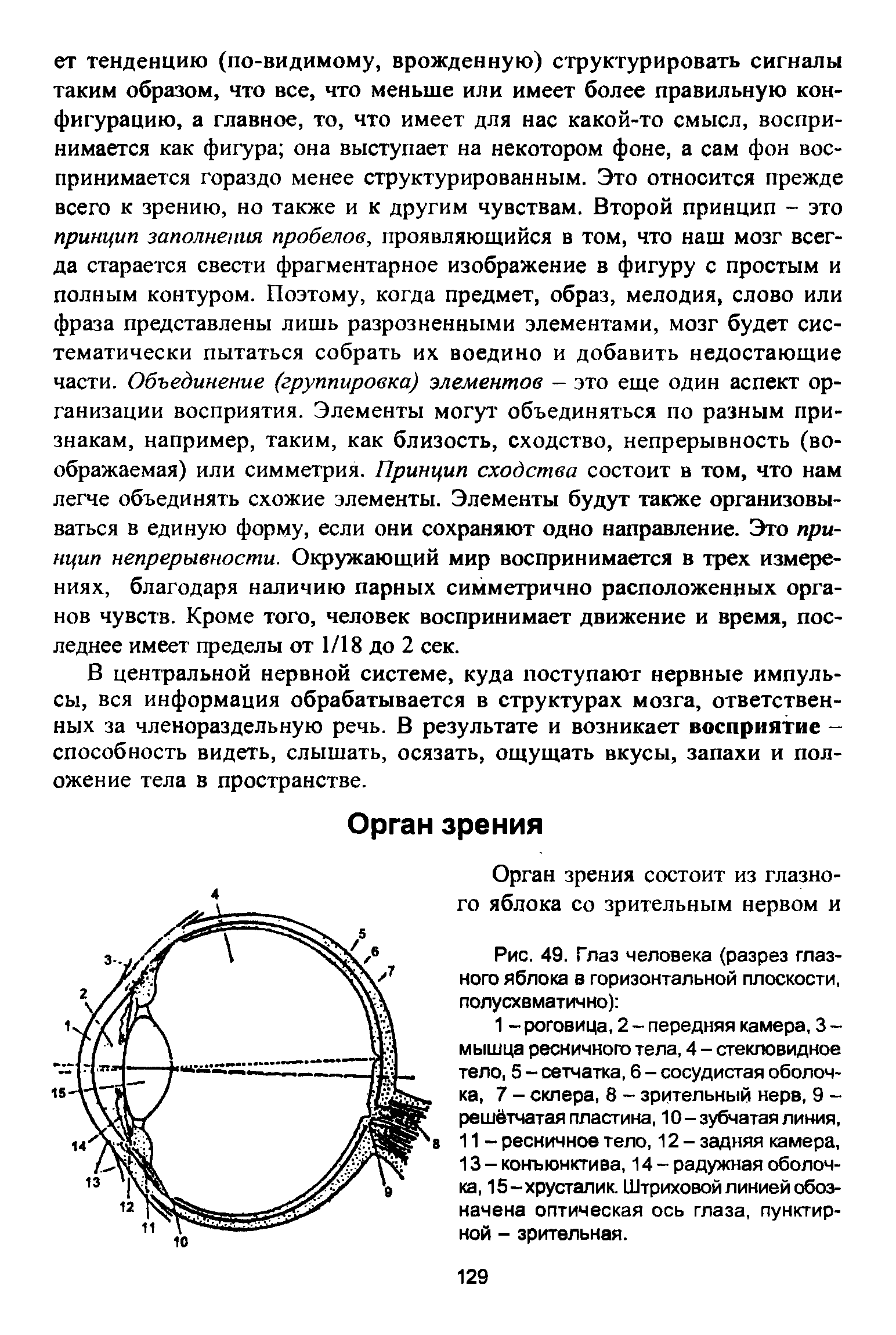 Рис. 49. Глаз человека (разрез глазного яблока в горизонтальной плоскости, полусхвматично) ...