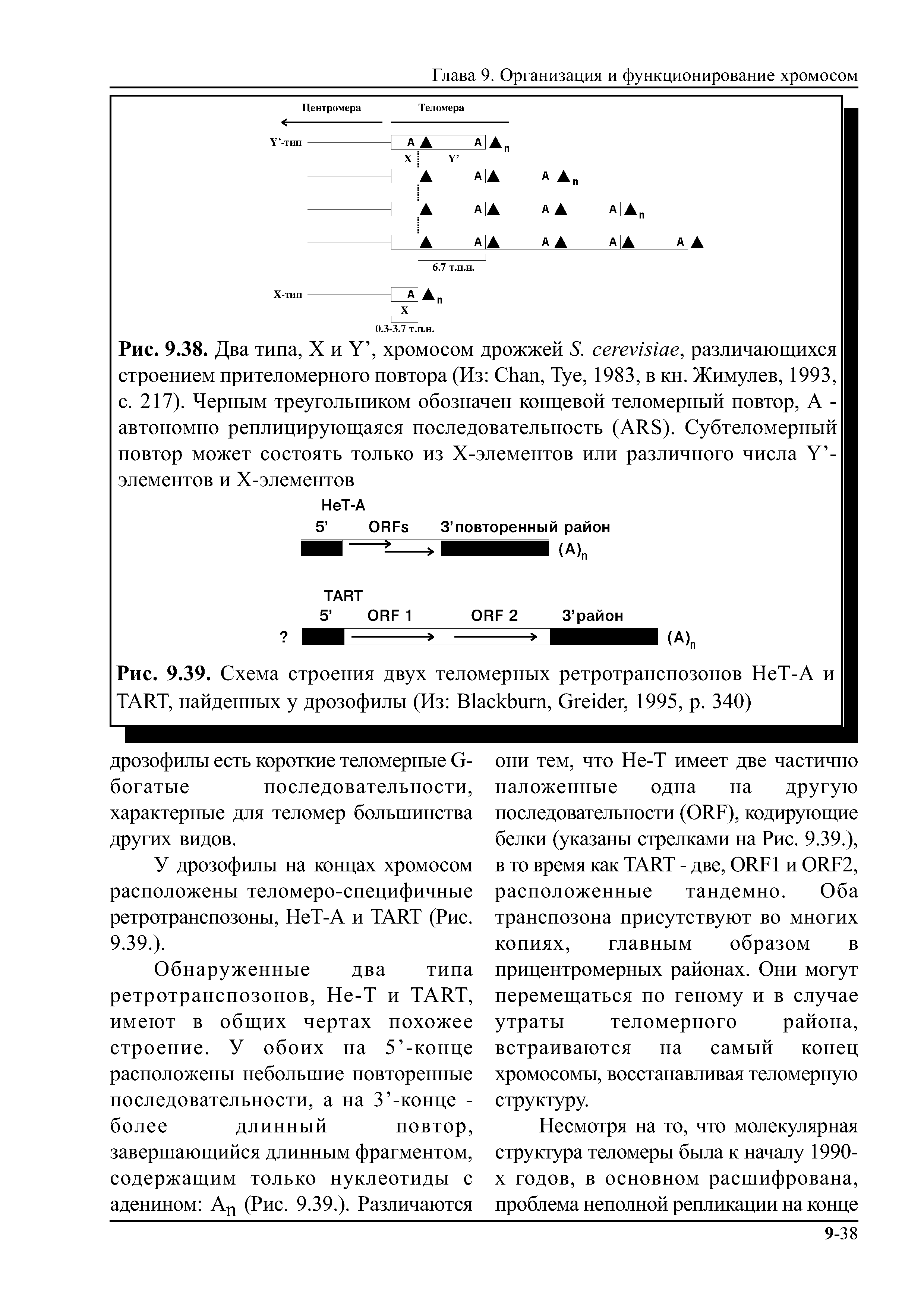 Рис. 9.38. Два типа, X и Y , хромосом дрожжей S. , различающихся строением прителомерного повтора (Из C , Туе, 1983, в кн. Жимулев, 1993, с. 217). Черным треугольником обозначен концевой теломерный повтор, А -автономно реплицирующаяся последовательность (ARS). Субтеломерный повтор может состоять только из Х-элементов или различного числа Y -элементов и Х-элементов...