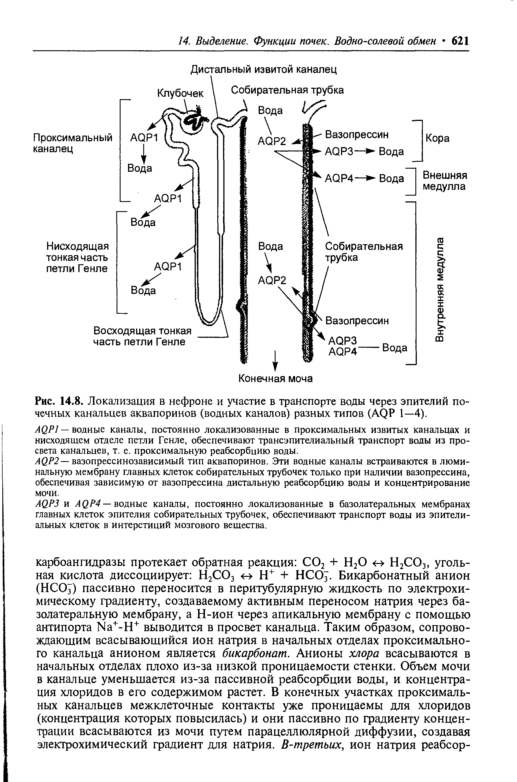 Рис. 14.8. Локализация в нефроне и участие в транспорте воды через эпителий почечных канальцев аквапоринов (водных каналов) разных типов (AQP 1—4).
