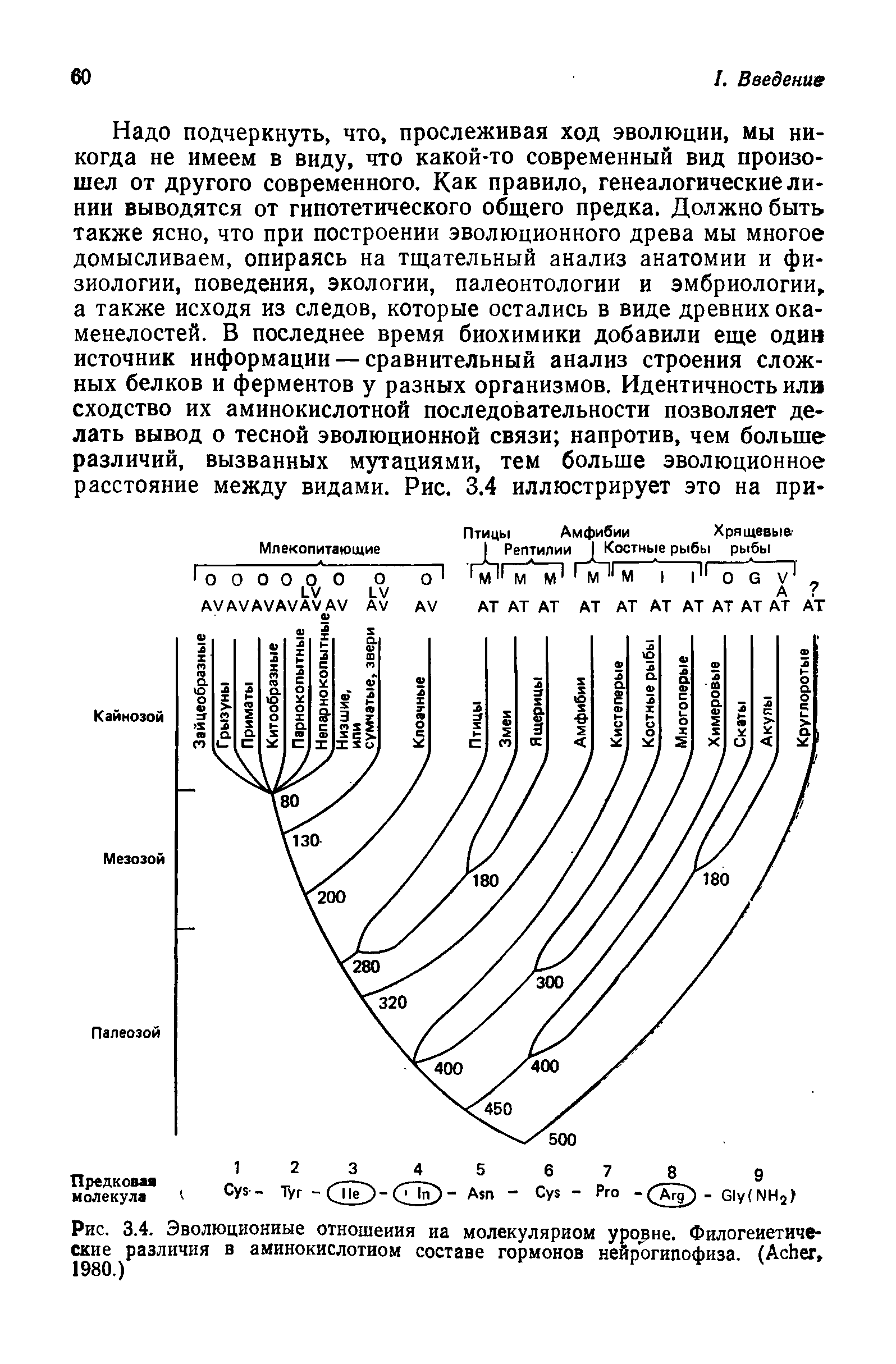 Рис. 3.4. Эволюционные отношения иа молекулярном уровне. Филогенетические различия в аминокислотном составе гормонов нейрогипофиза. (АсЬег,...