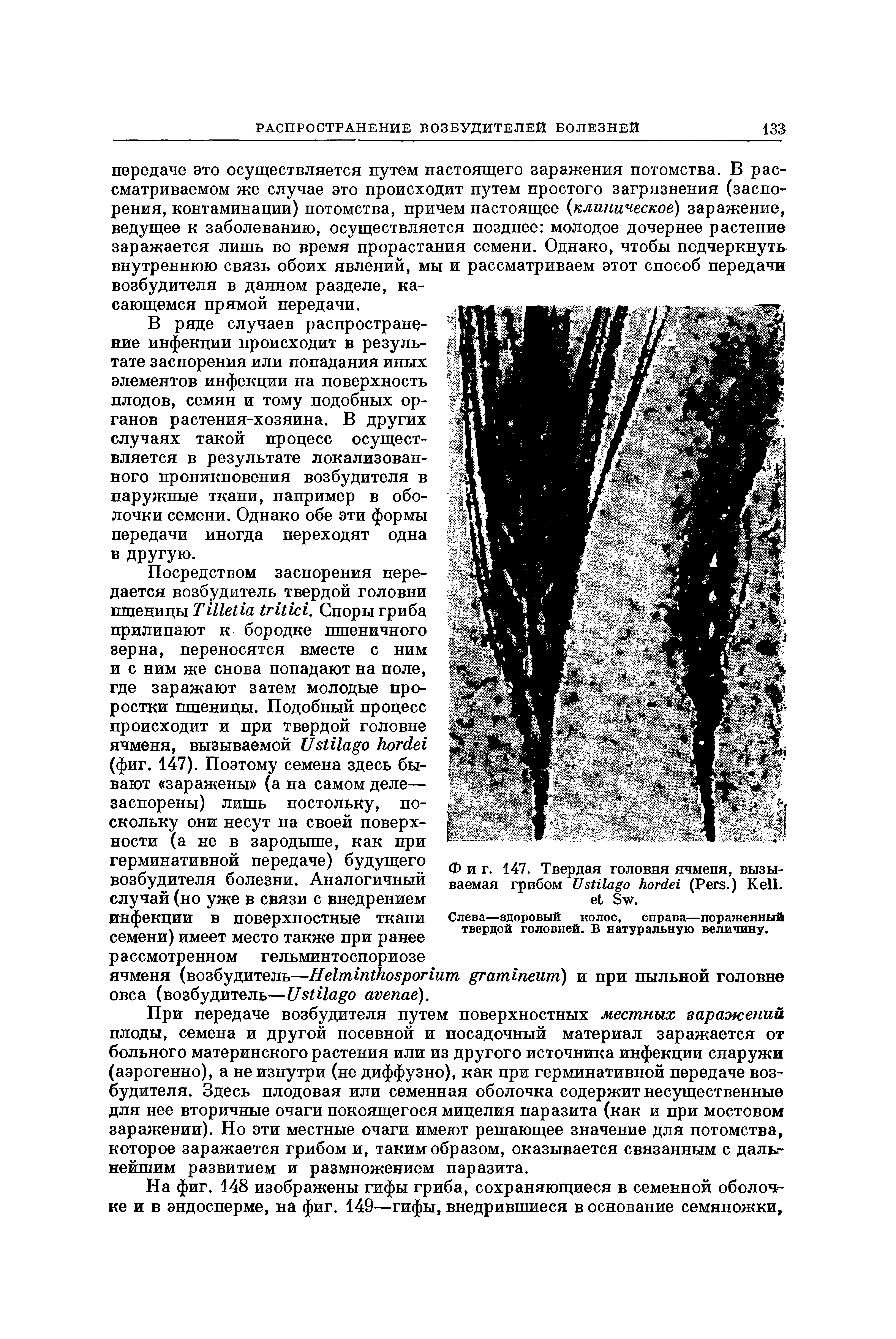 Фиг. 147. Твердая головня ячменя, вызываемая грибом U (P .) K , S .