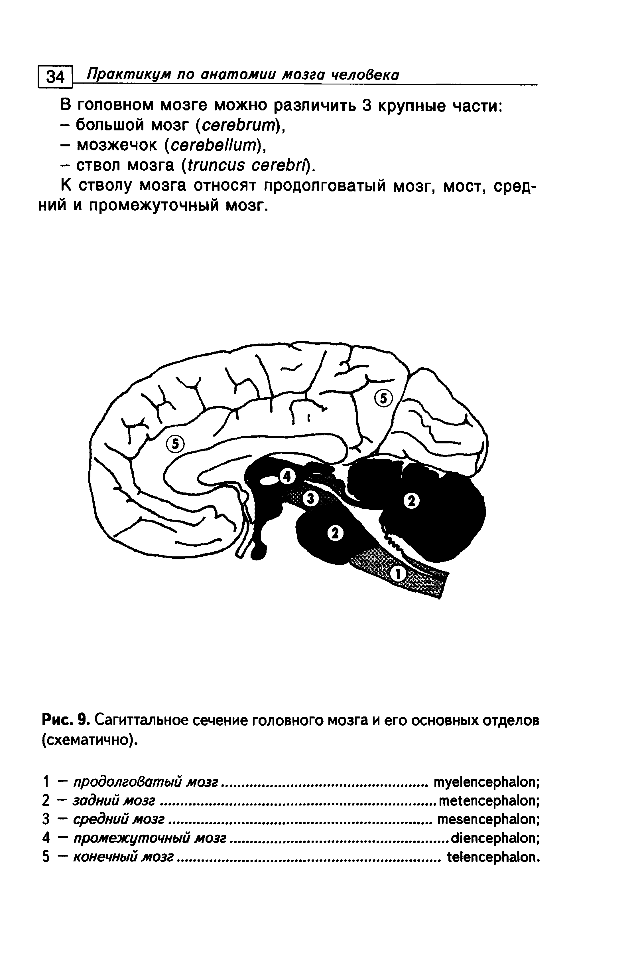 Рис. 9. Сагиттальное сечение головного мозга и его основных отделов (схематично).
