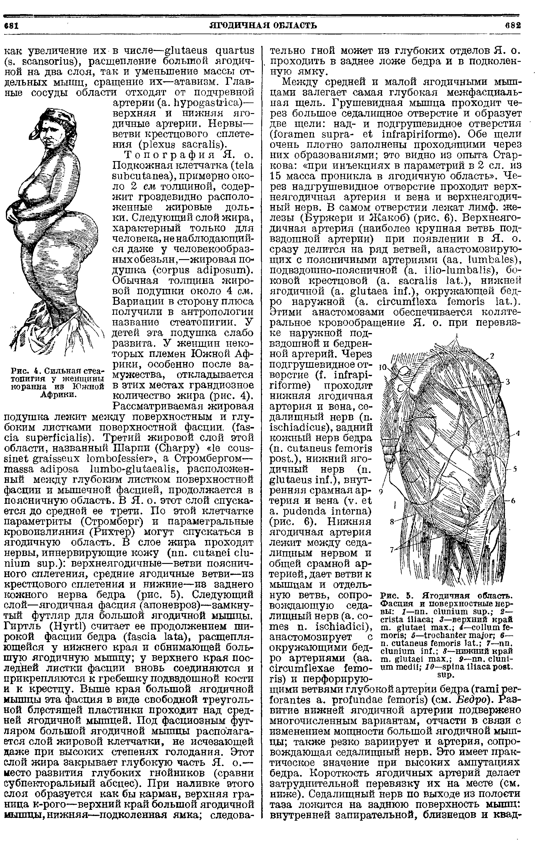 Рис. 5. Ягодичная область. Фасция и поверхностные нервы 1— . . 2— 3—верхний край...