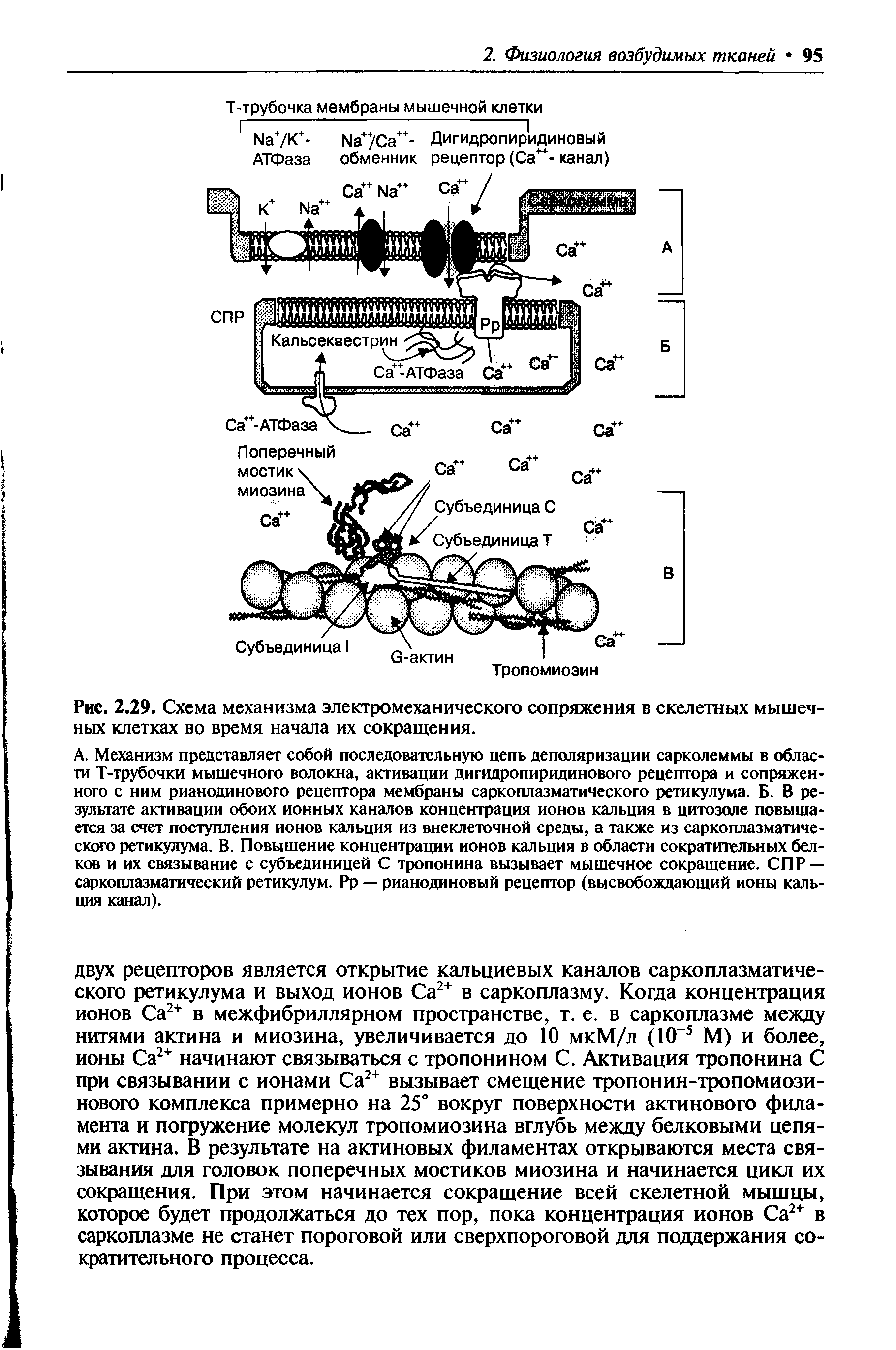 Рис. 2.29. Схема механизма электромеханического сопряжения в скелетных мышечных клетках во время начала их сокращения.