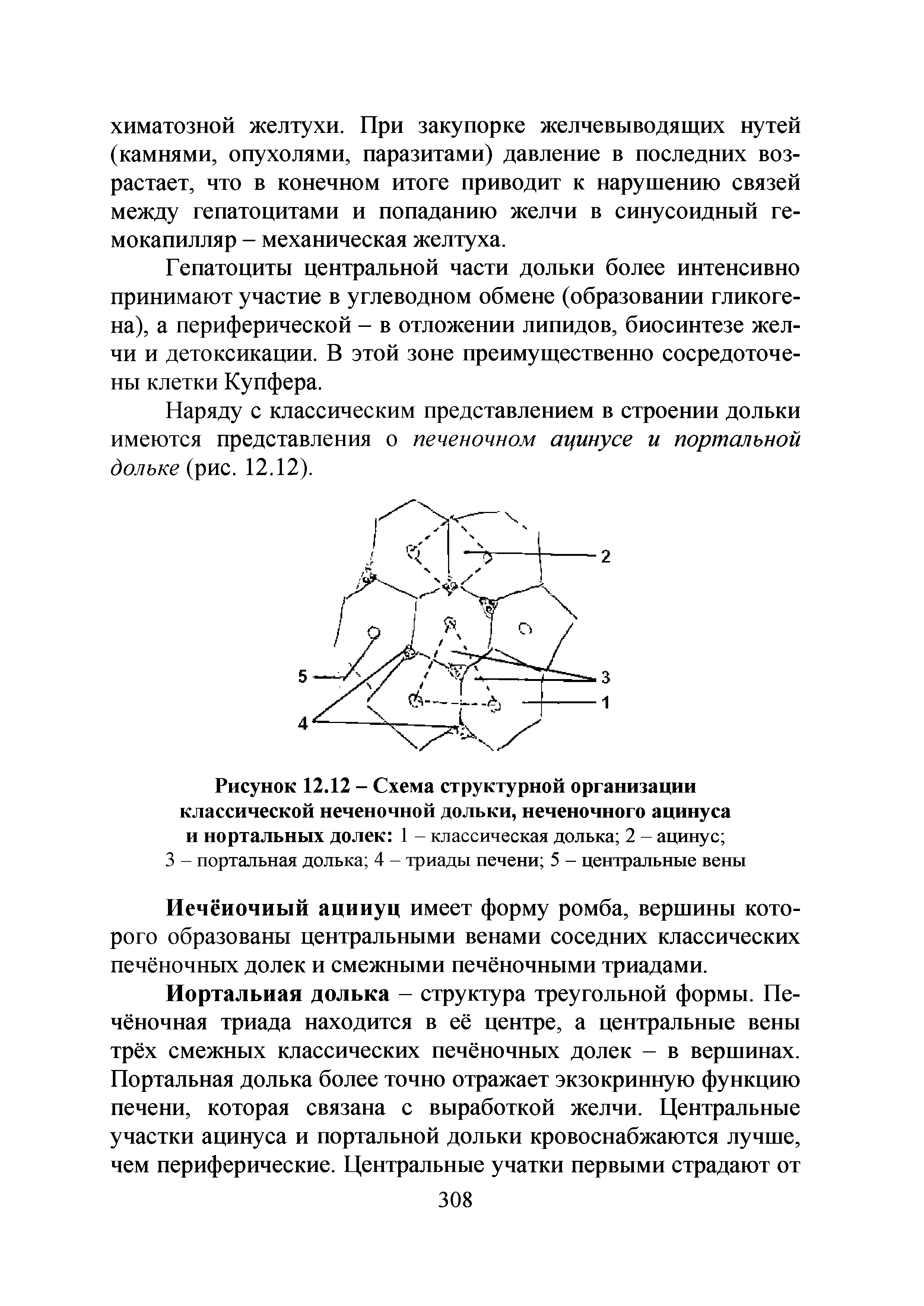 Рисунок 12.12 - Схема структурной организации классической неченочной дольки, неченочного ацинуса и портальных долек 1 - классическая долька 2 - ацинус ...