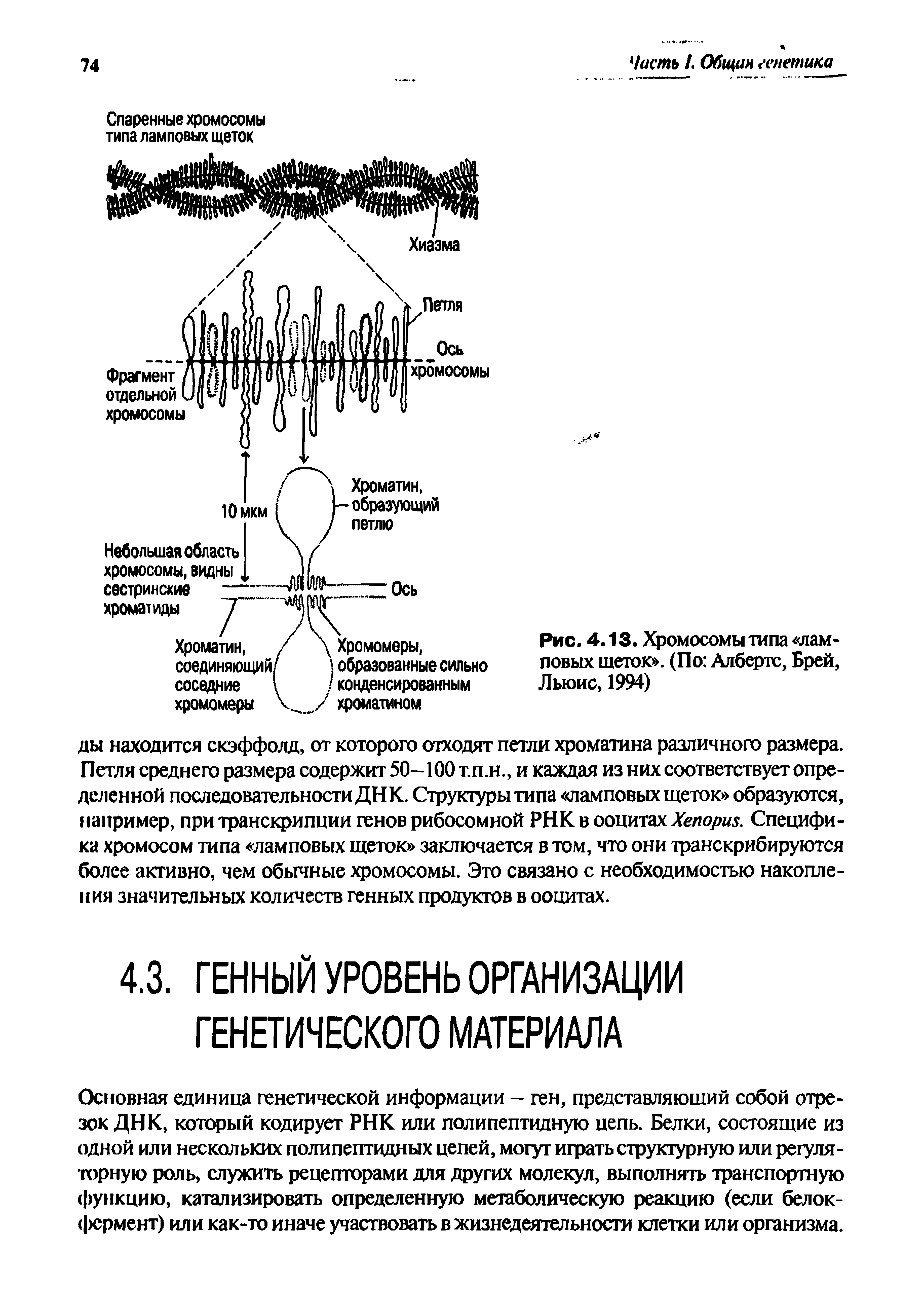 Рис. 4.13. Хромосомы типа ламповых щеток . (По Албертс, Брей, Льюис, 1994)...