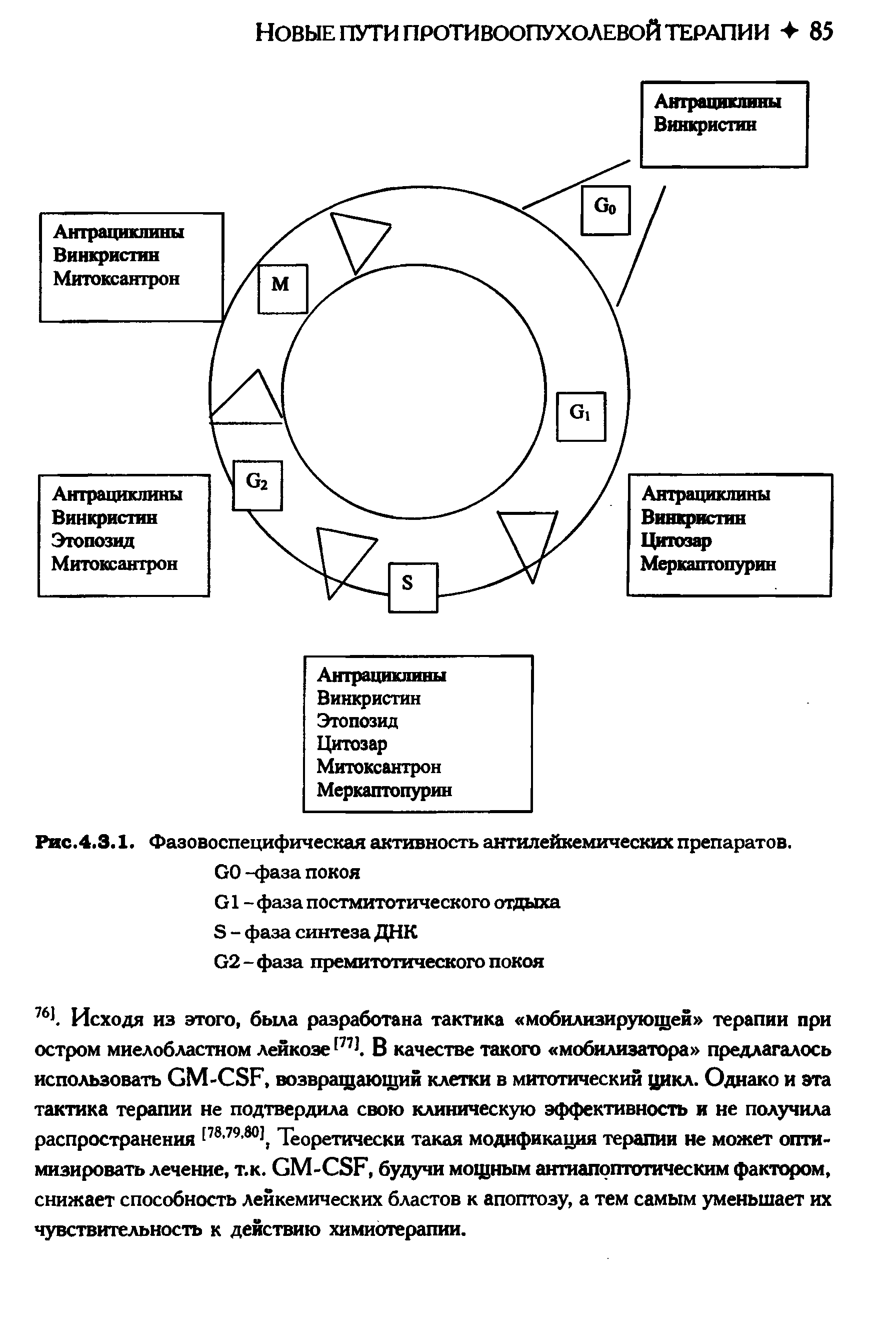 Рис.4.3.1. Фазовоспецифическая активность антилейкемических препаратов. вО -фаза покоя...