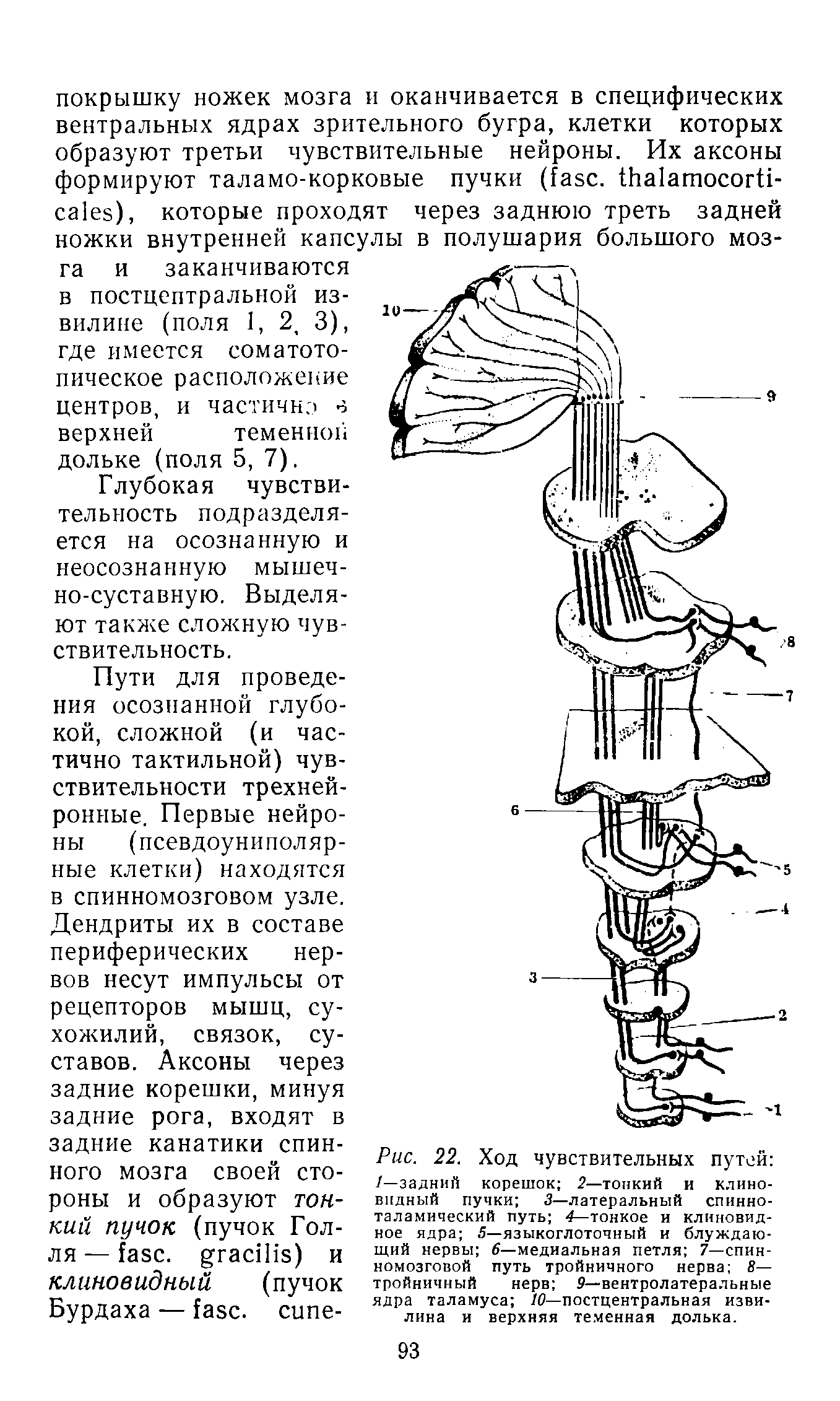 Рис. 22. Ход чувствительных путей /—задний корешок 2—тонкий и клиновидный пучки 3—латеральный спинноталамический путь 4— тонкое и клиновидное ядра 5—языкоглоточный и блуждающий нервы 6— медиальная петля 7—спинномозговой путь тройничного нерва 8— тройничный нерв Р—вентролатеральные ядра таламуса 10—постцентральная извилина и верхняя теменная долька.