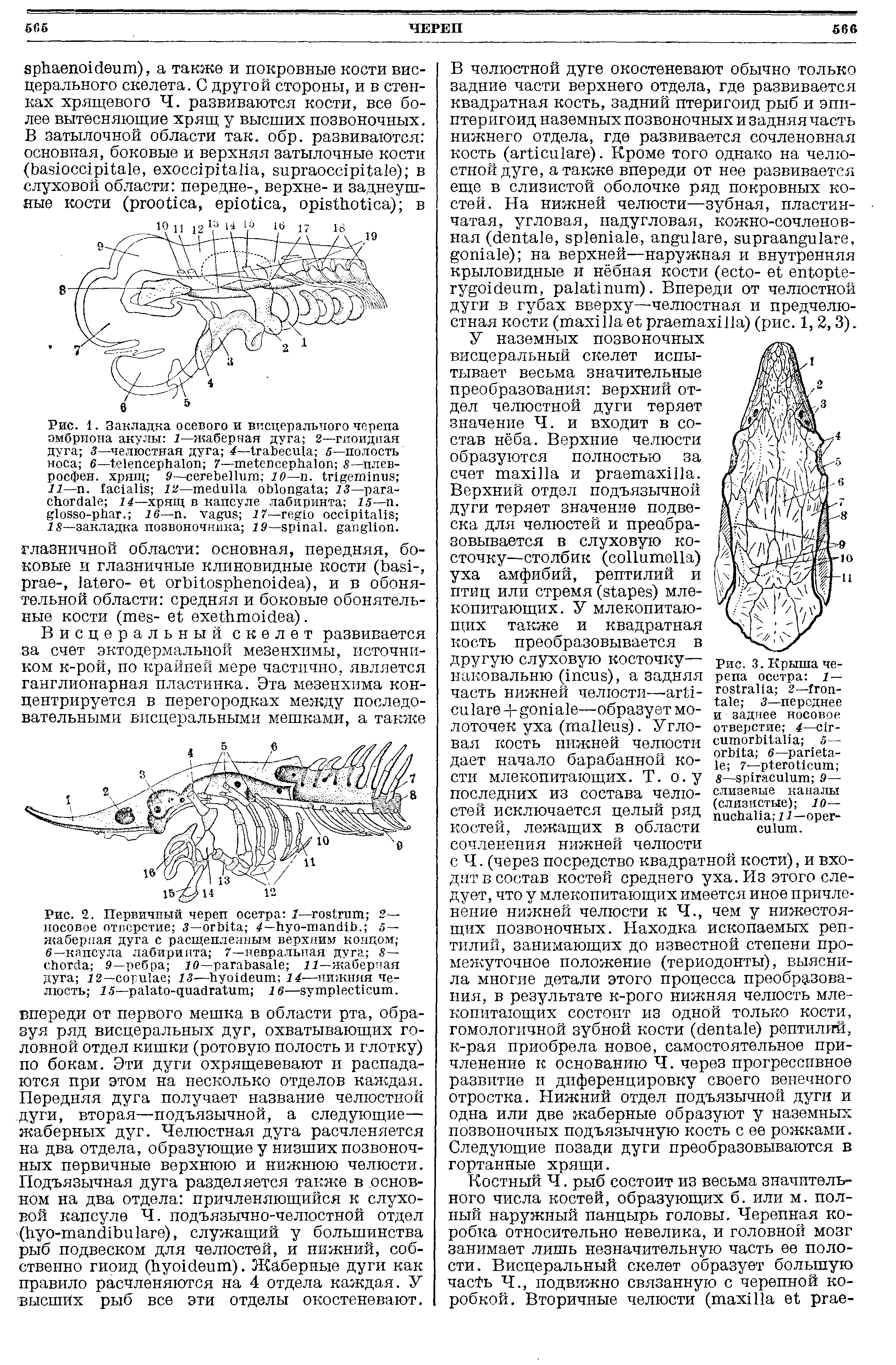 Рис. 3. Крыша черепа осетра 1 — 2— 3—переднее и заднее носовое отверстие 4— - 5— 6— - 7— ...