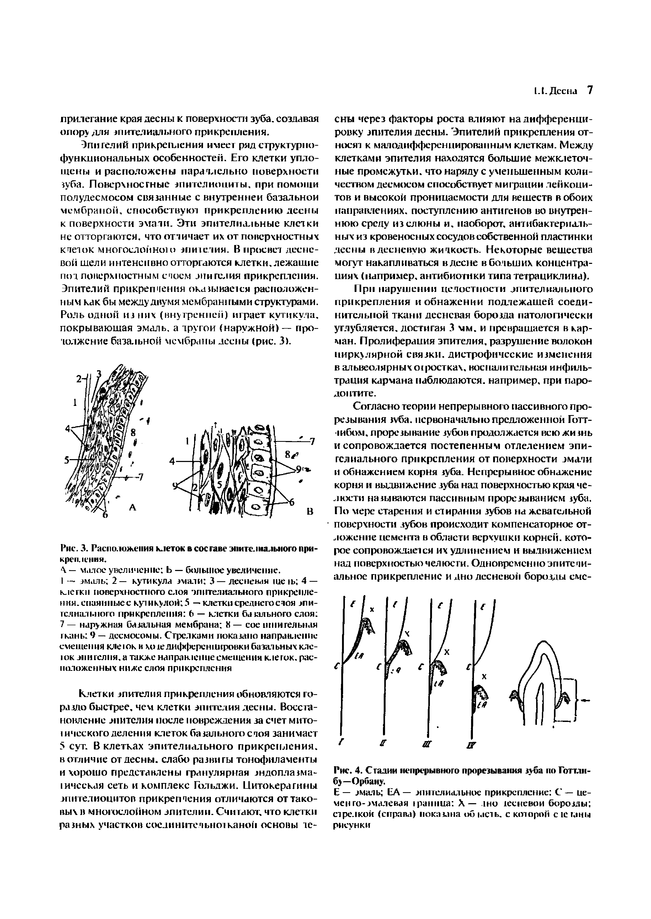 Рис. 4. Стадии непрерывного прорезывания зуба по Готтлн-бу—Орбану,...