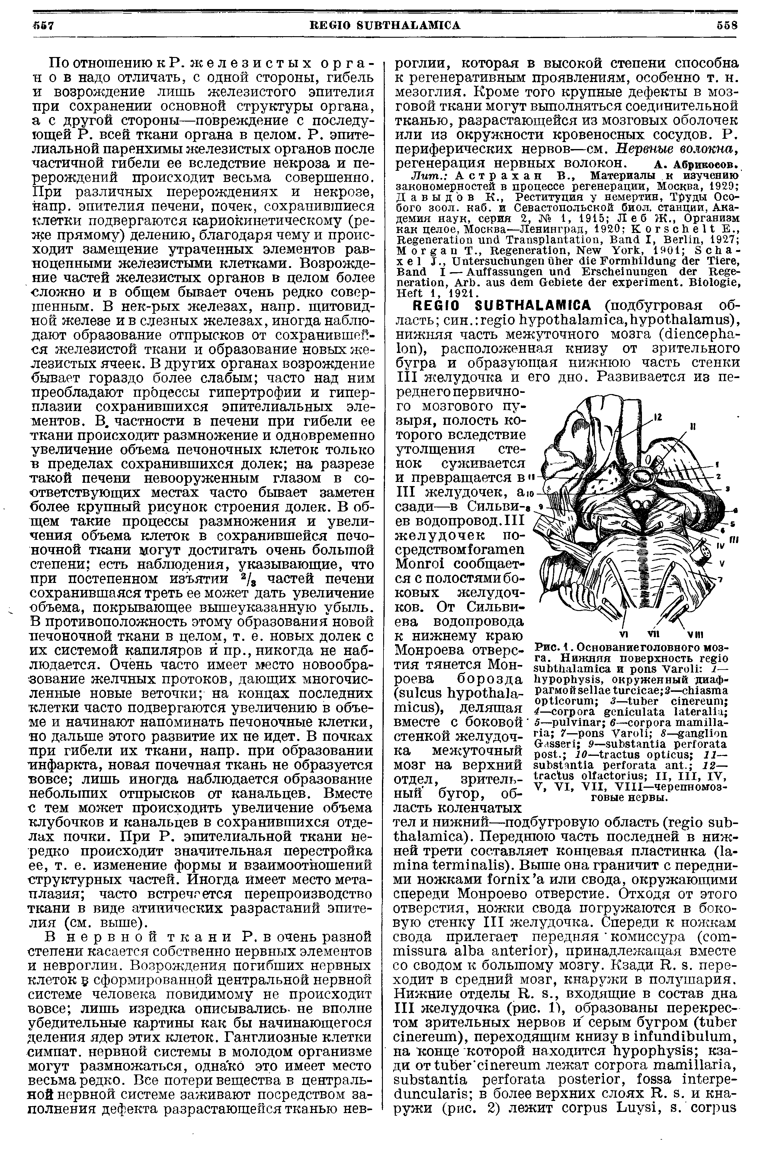 Рис. 1. Основаниеголовного мозга. Нижняя поверхность и V 1— , окруженный диаф- M 2— 3— ...