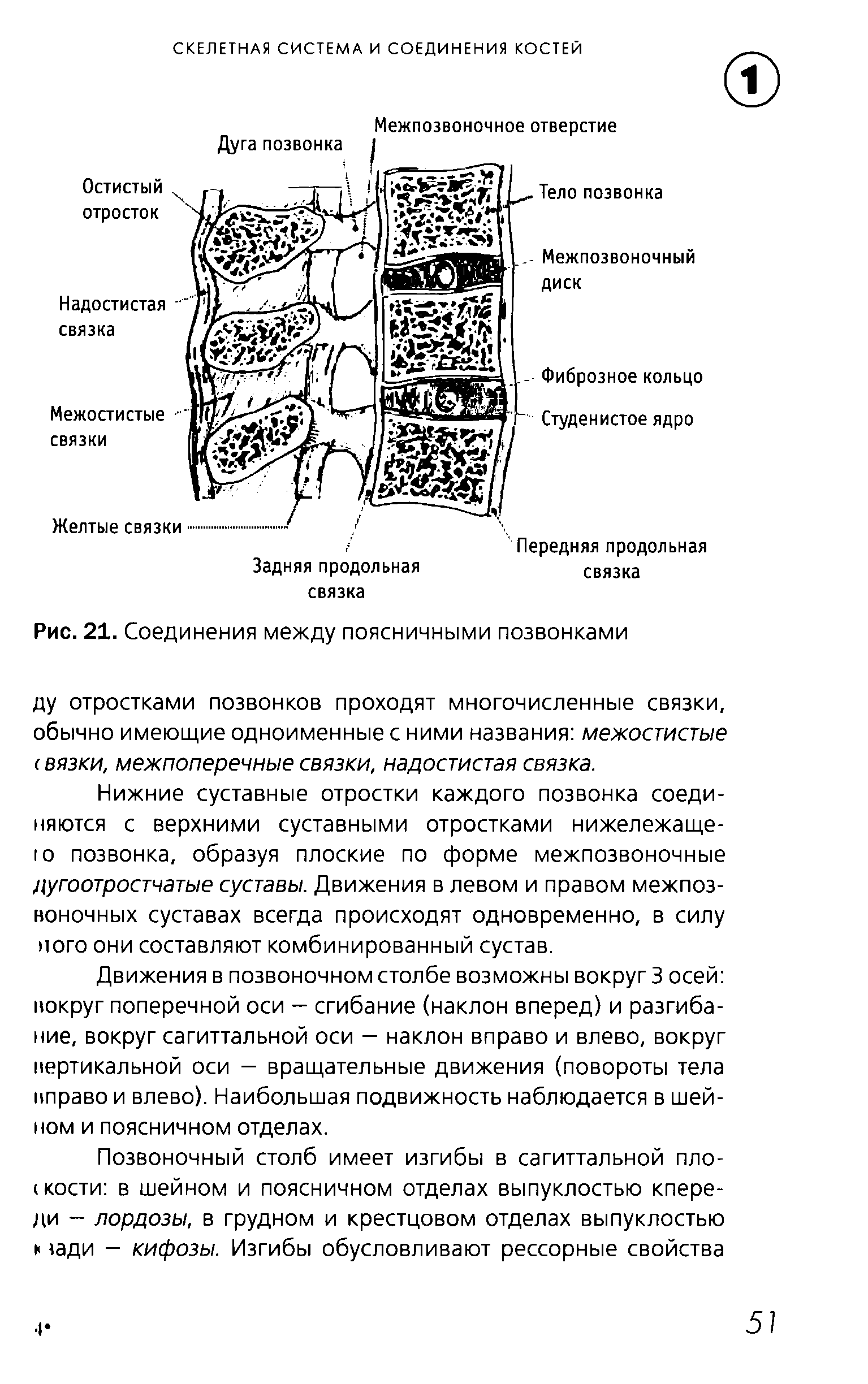 Рис. 21. Соединения между поясничными позвонками ду отростками позвонков проходят многочисленные связки, обычно имеющие одноименные с ними названия межостистые с вязки, межпоперечные связки, надостистая связка.