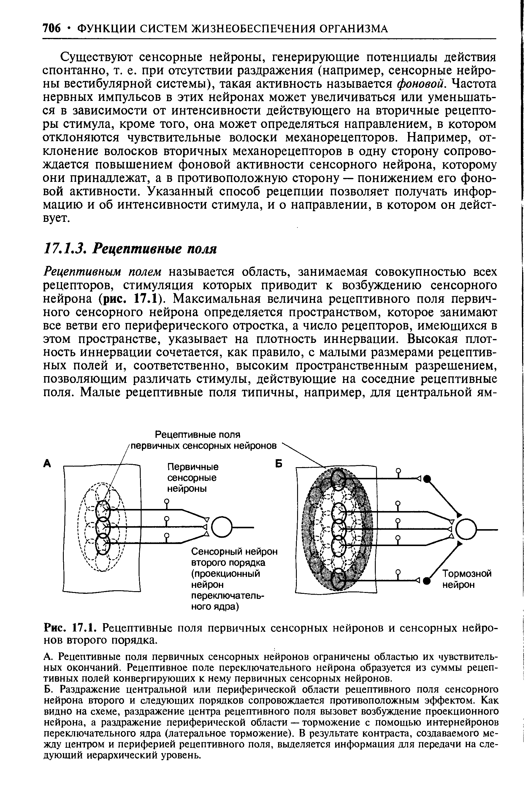 Рис. 17.1. Рецептивные поля первичных сенсорных нейронов и сенсорных нейронов второго порядка.