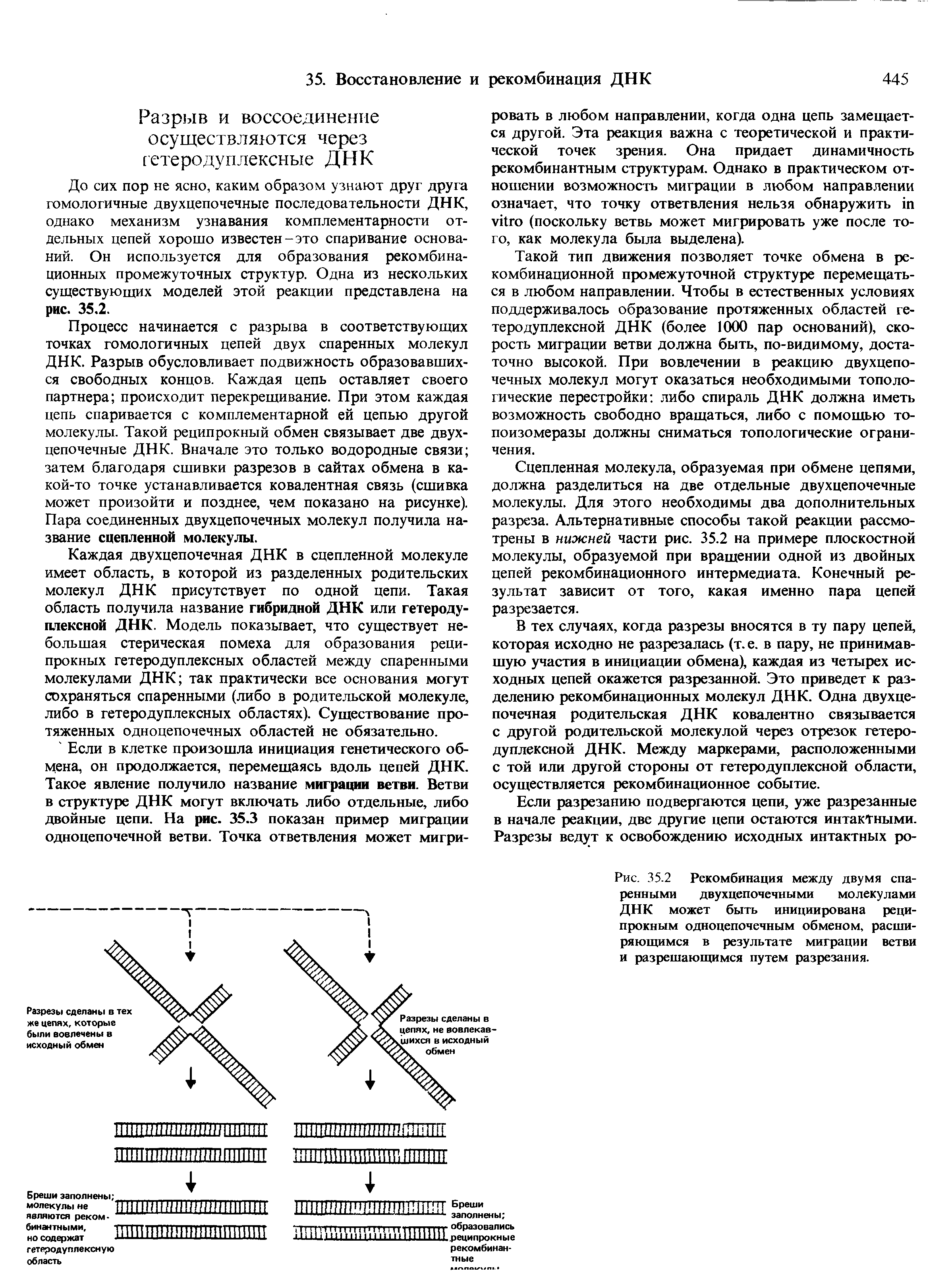 Рис. 35.2 Рекомбинация между двумя спаренными двухцепочечными молекулами ДНК может быть инициирована реципрокным одноцепочечным обменом, расширяющимся в результате миграции ветви и разрешающимся путем разрезания.