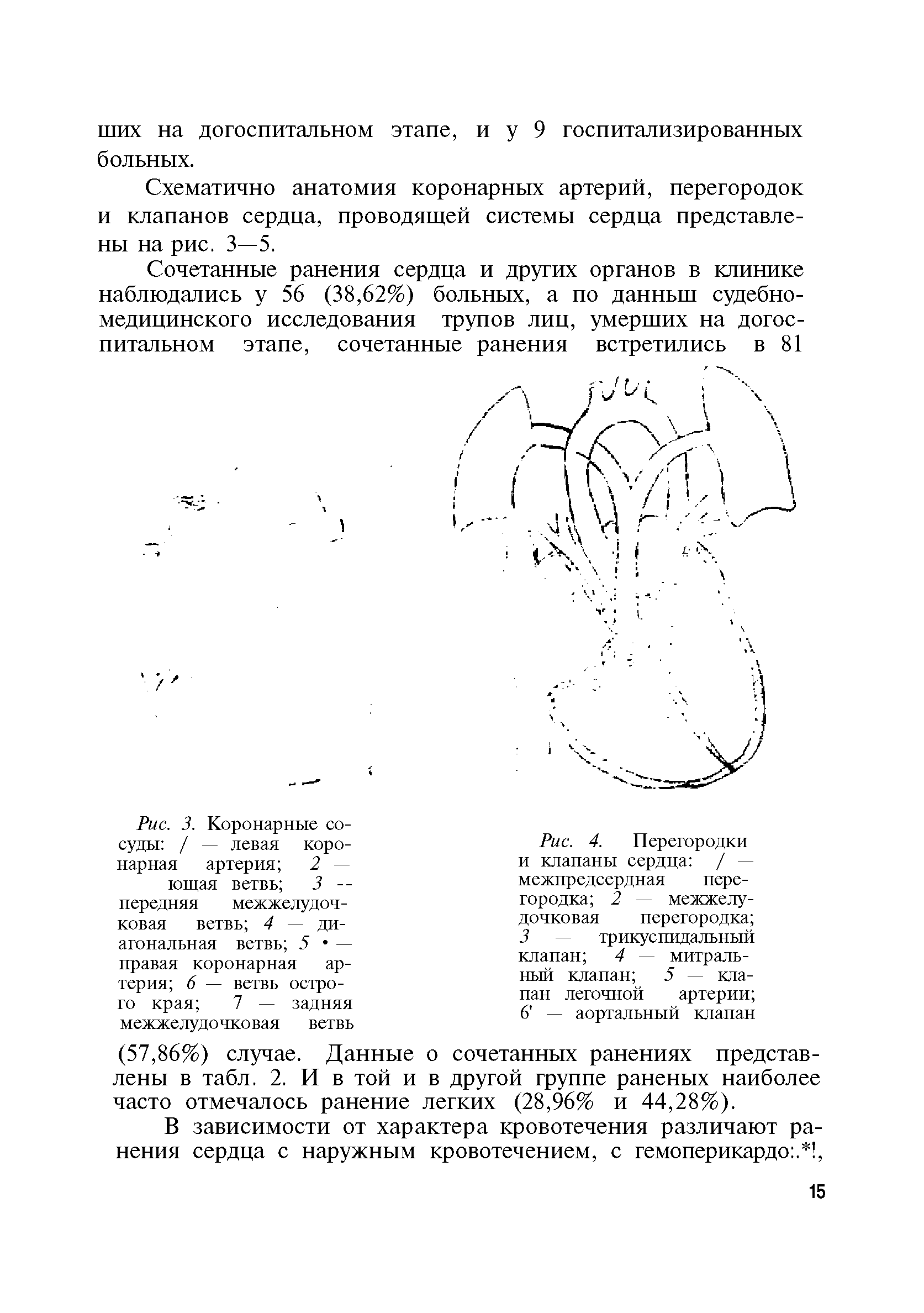 Рис. 4. Перегородки и клапаны сердца / — межпредсердная перегородка 2 — межжелудочковая перегородка 3 — трикуспидальный...