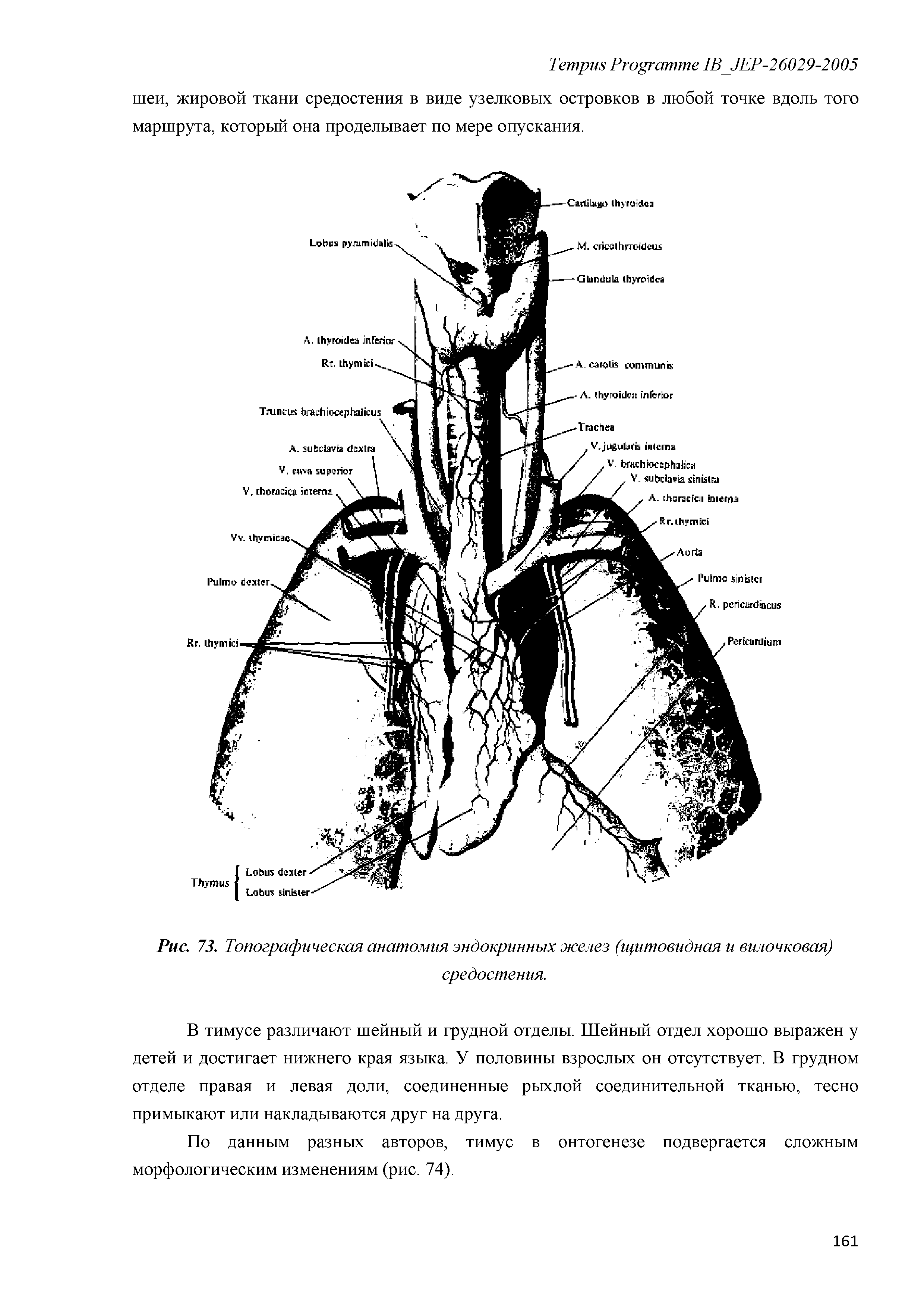 Рис. 73. Топографическая анатомия эндокринных желез (щитовидная и вилочковая) средостения.