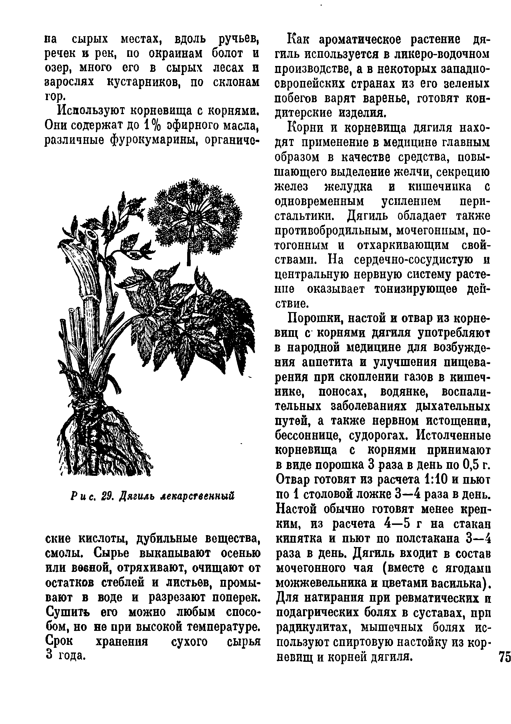 Рис. 29. Дягиль лекарственный ские кислоты, дубильные вещества, смолы. Сырье выкапывают осенью или весной, отряхивают, очищают от остатков стеблей и листьев, промывают в воде и разрезают поперек. Сушить его можно любым способом, но не при высокой температуре. Срок хранения сухого сырья 3 года.