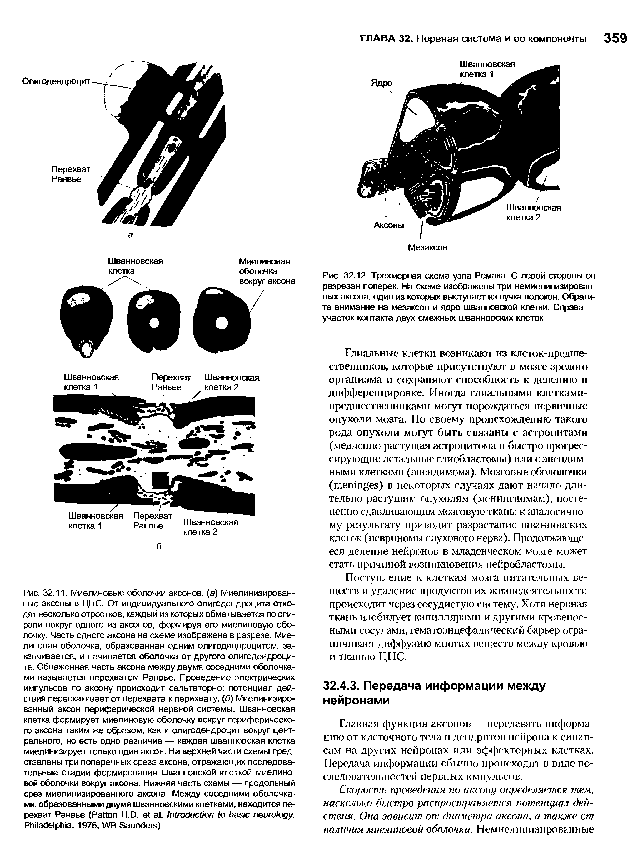 Рис. 32.12. Трехмерная схема узла Ремака. С левой стороны он разрезан поперек. На схеме изображены три немиепинизирован-ных аксона, один из которых выступает из пучка волокон. Обратите внимание на мезаксон и ядро шванновской клетки. Справа — участок контакта двух смежных шванновских клеток...